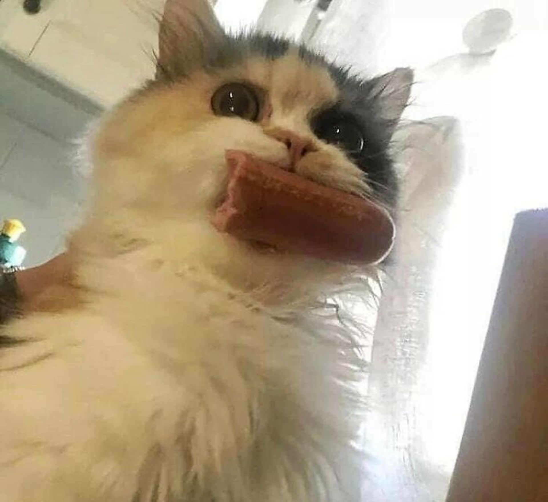 گربه با سوسیس در دهان