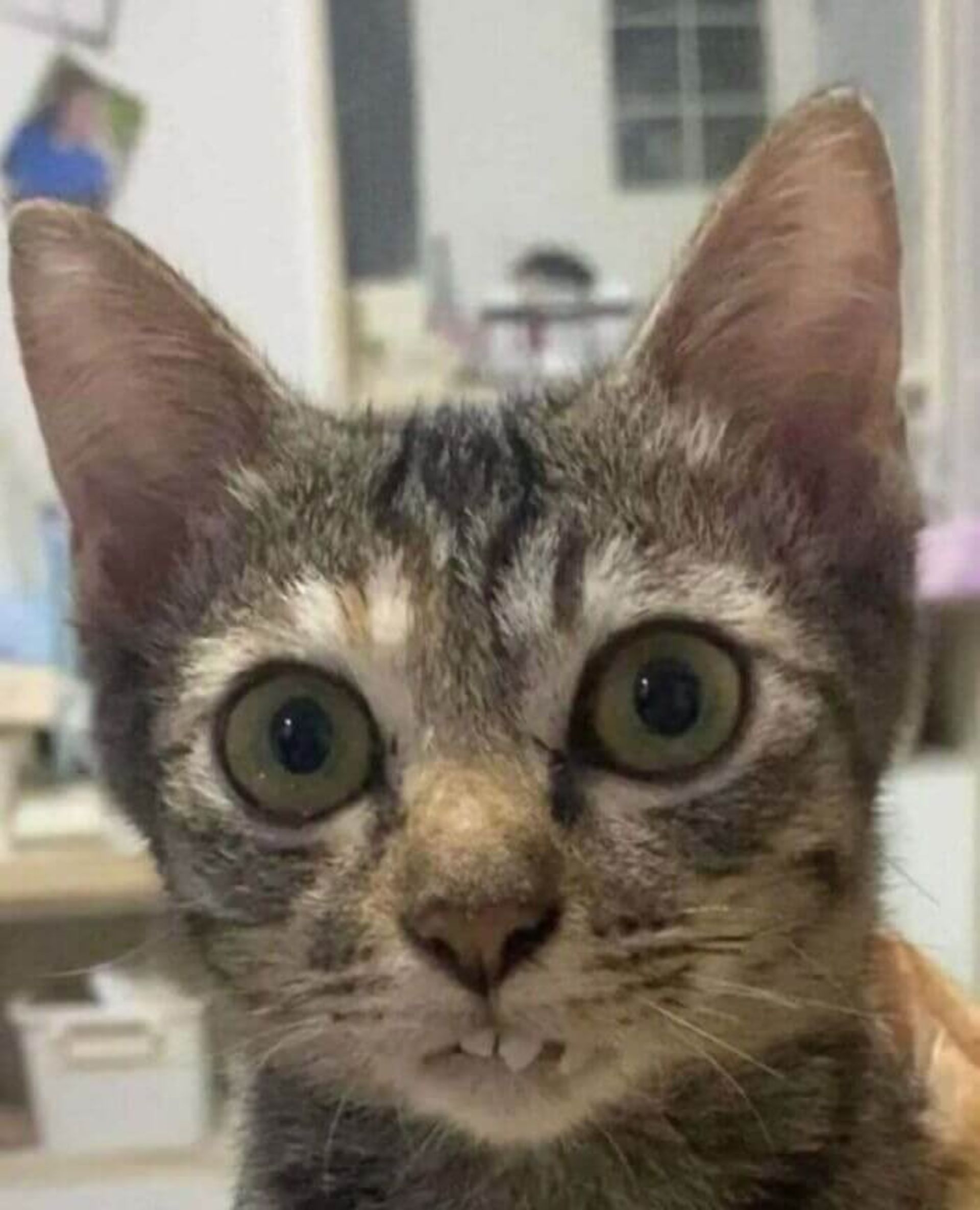 گربه ای با چشمان درشت رو به روی دوربین