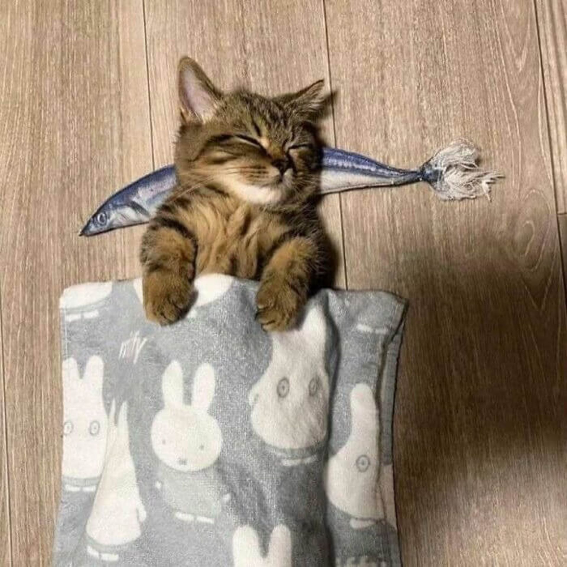 گربه خوابیده زیر پتو