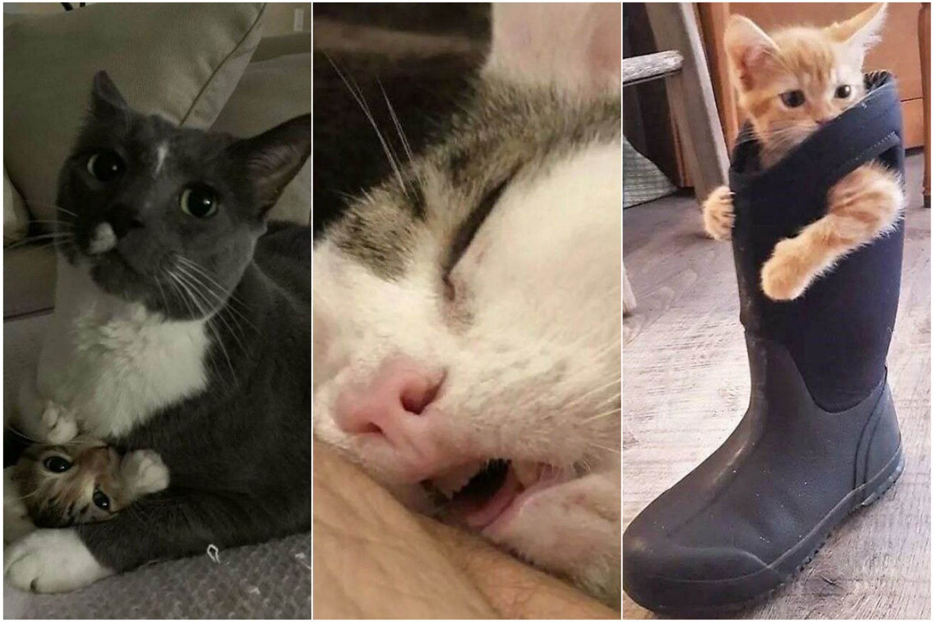 تصاویر بامزه گربه‌‌ ها