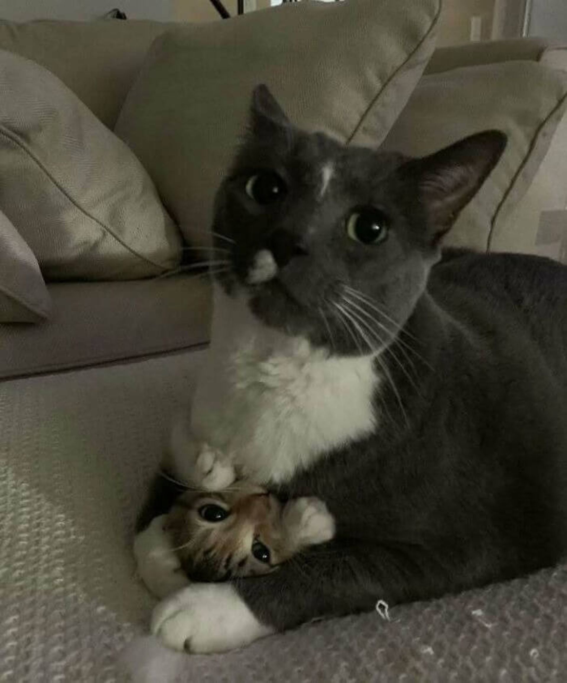 گربه و فرزندش در بغل هم