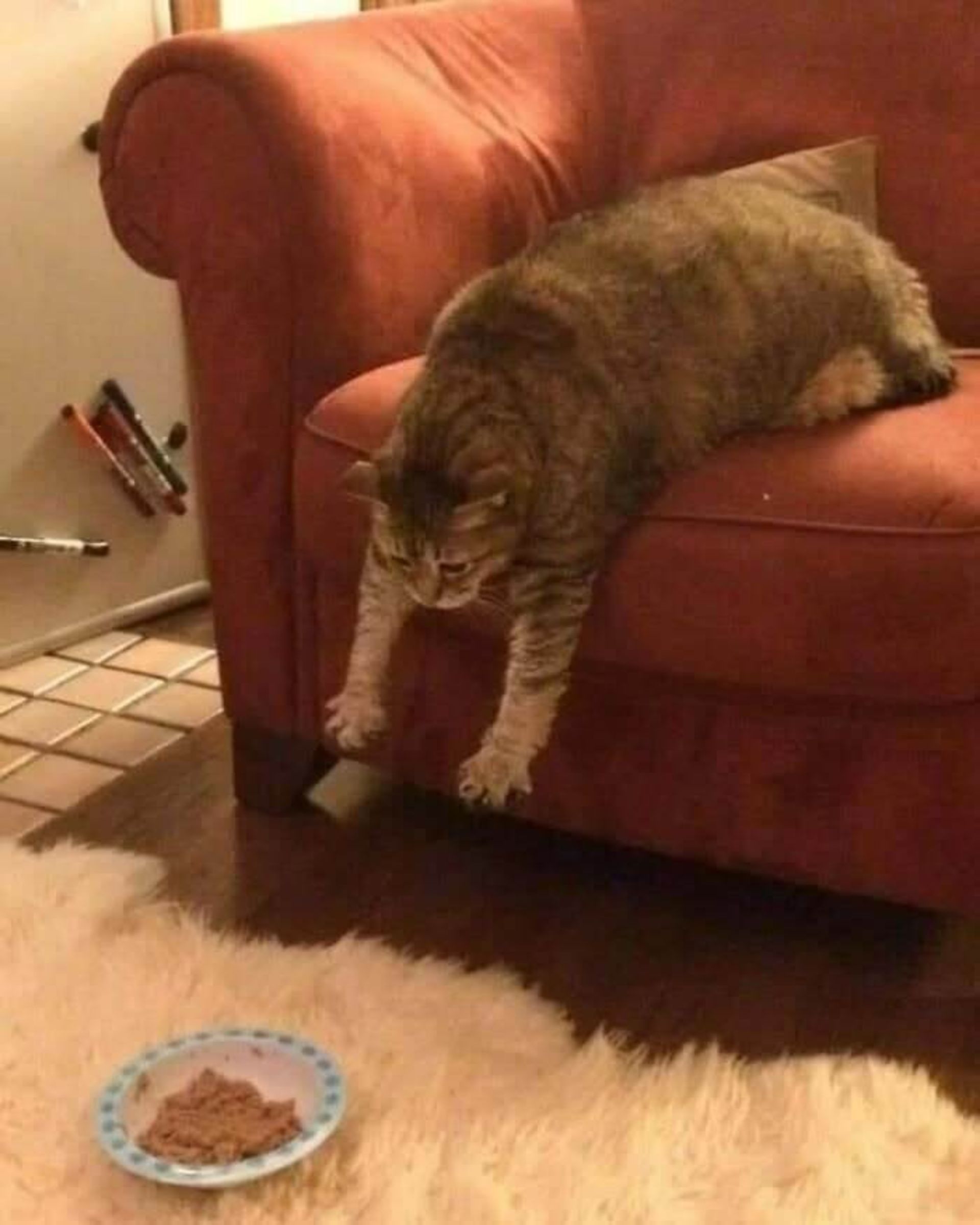 گربه آویزان شده از روی مبل