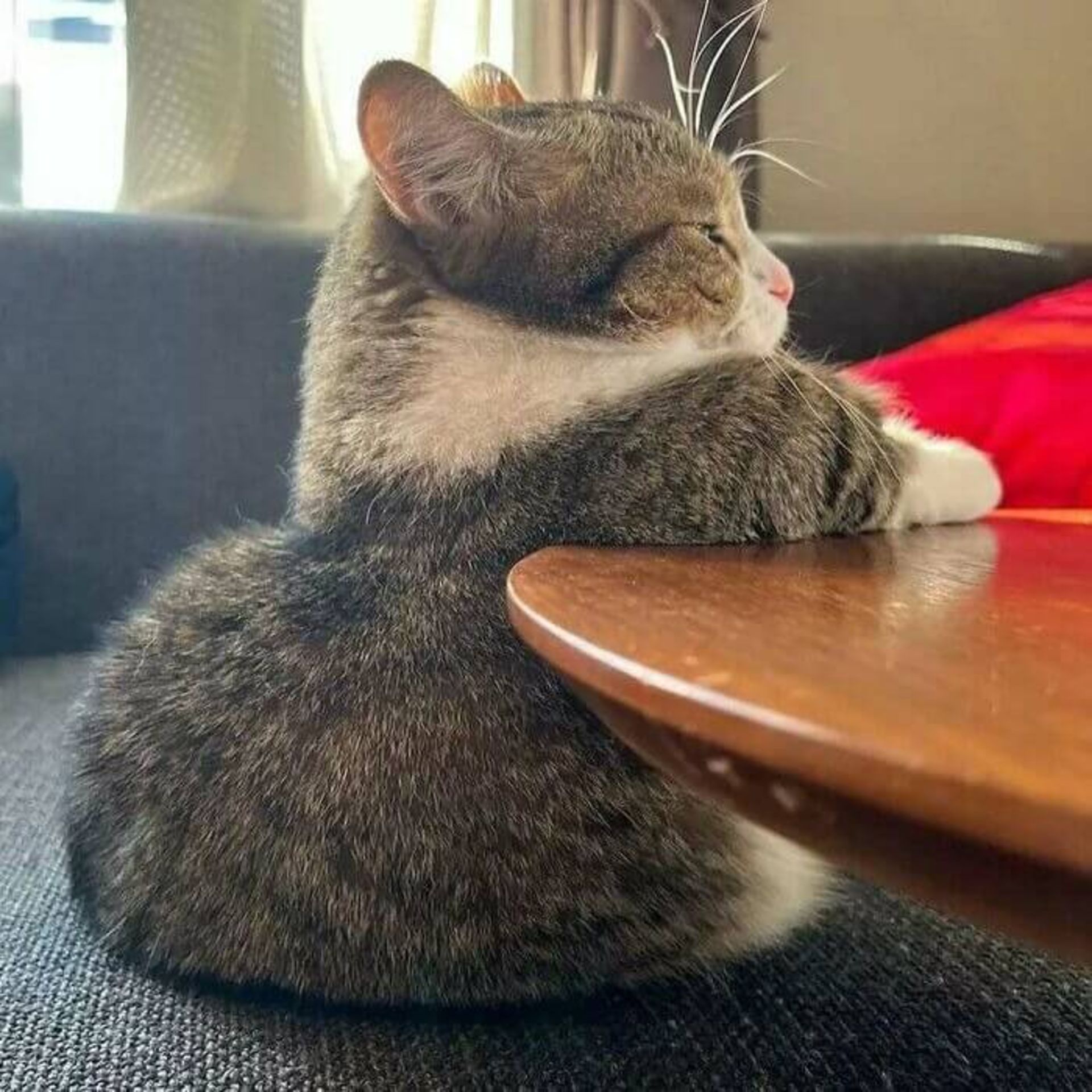 گربه ای لم داده پشت میز