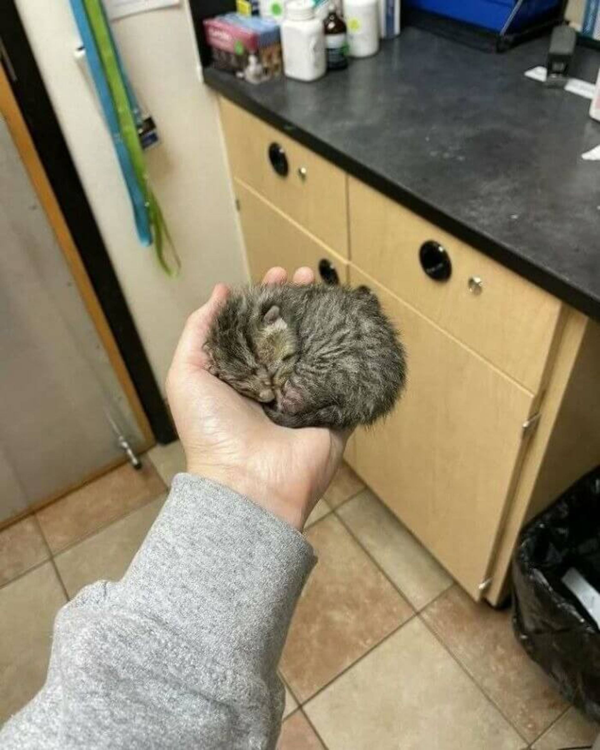 بچه گربه در دستان یک شخص