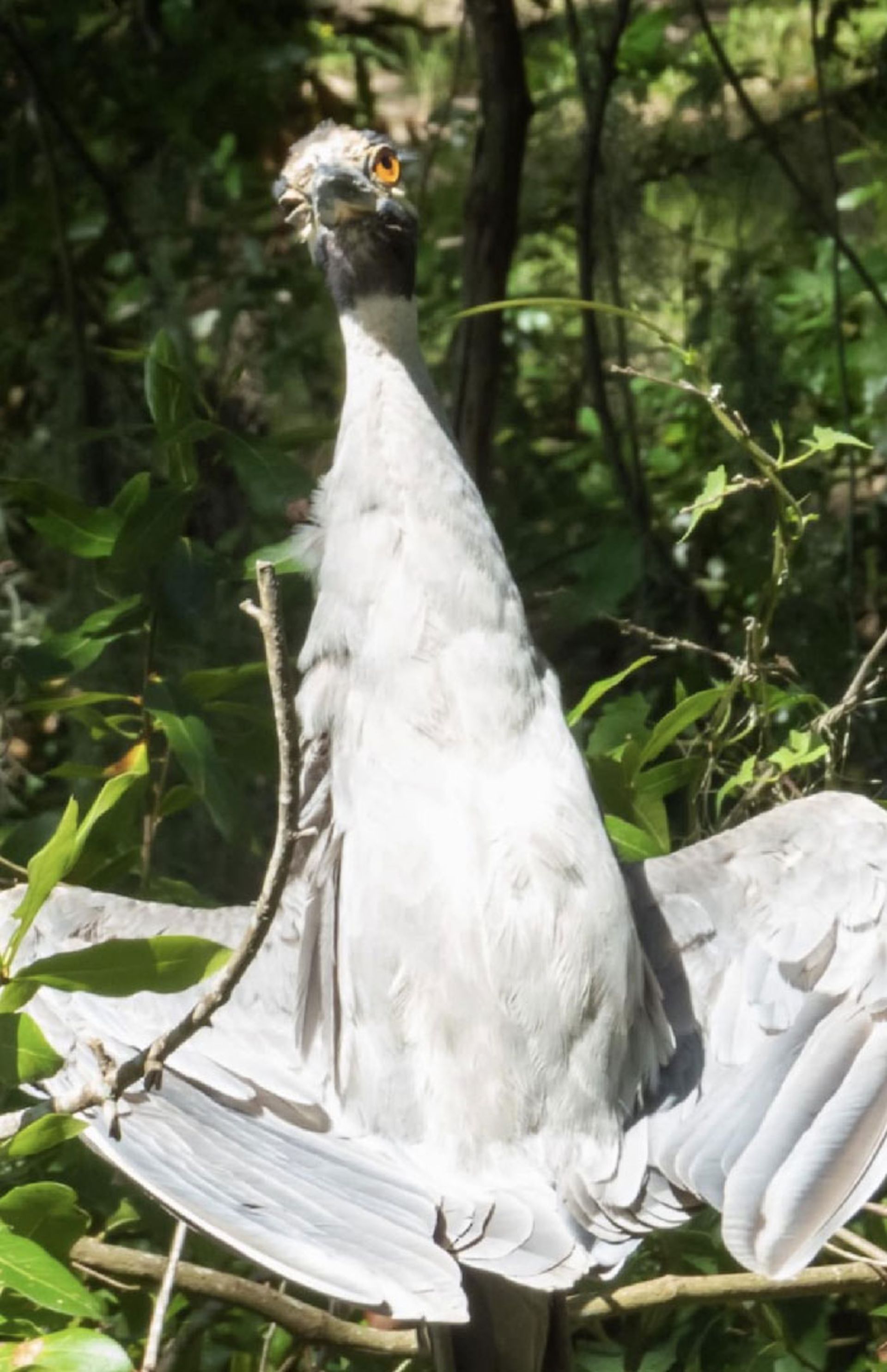 عکس از پرنده نمای پایین