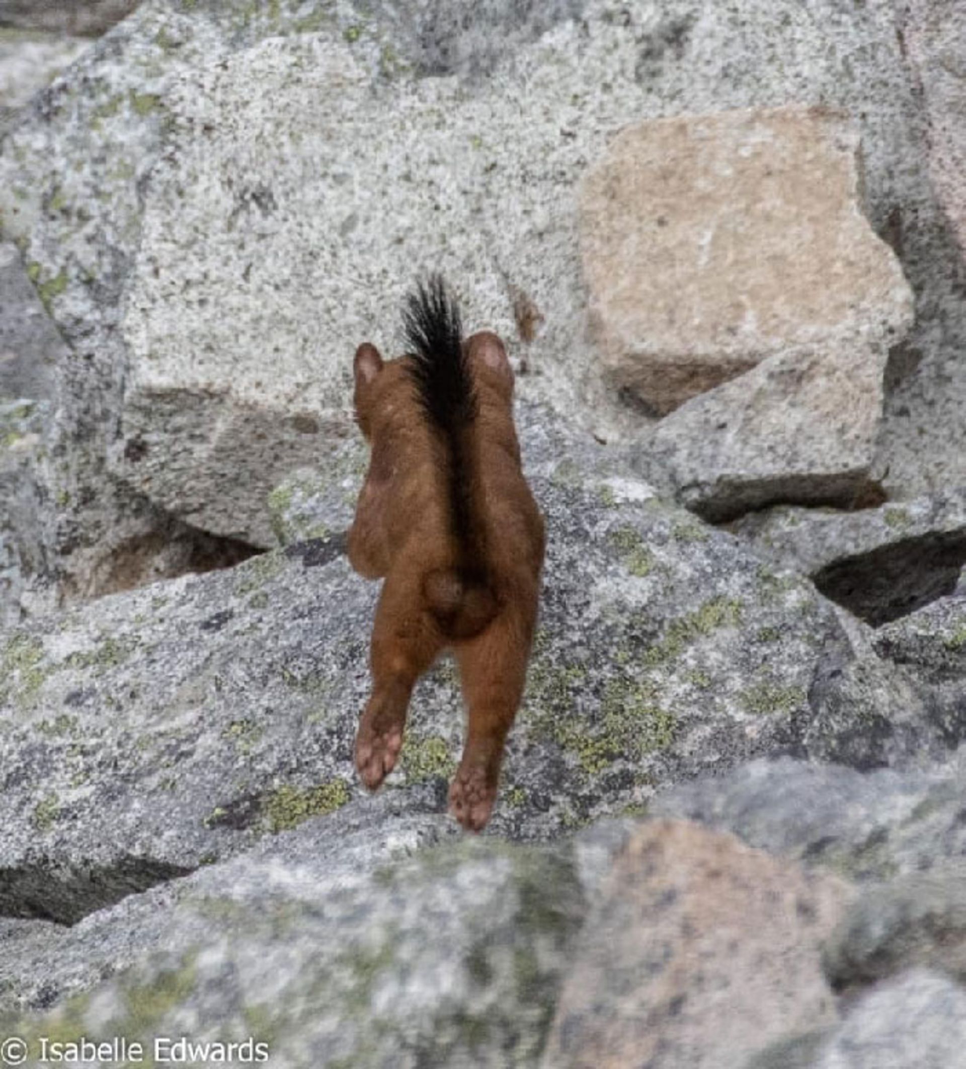 بچه حیوان روی سنگ‌ها از پشت
