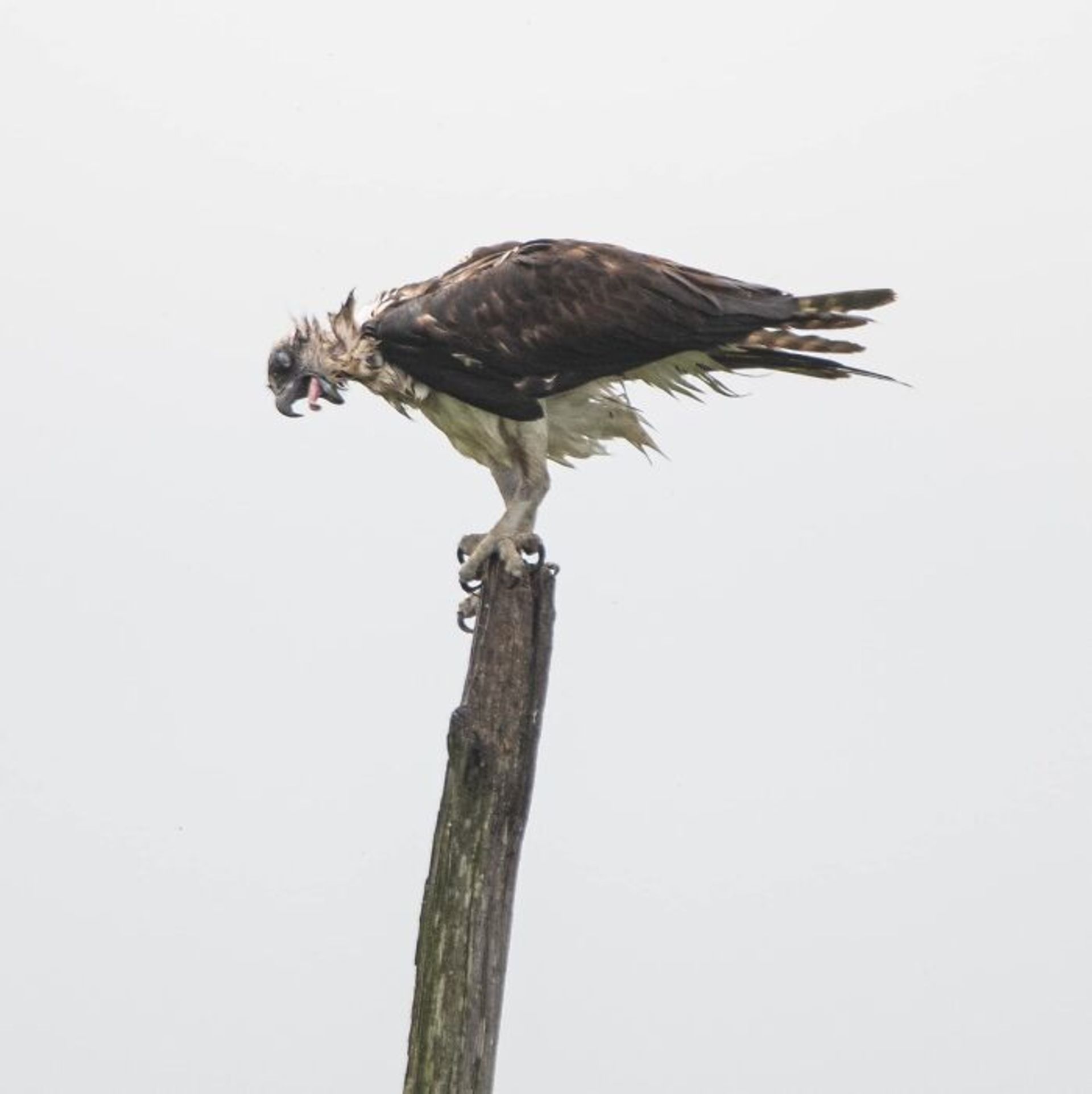 عقاب در باد روی چوب