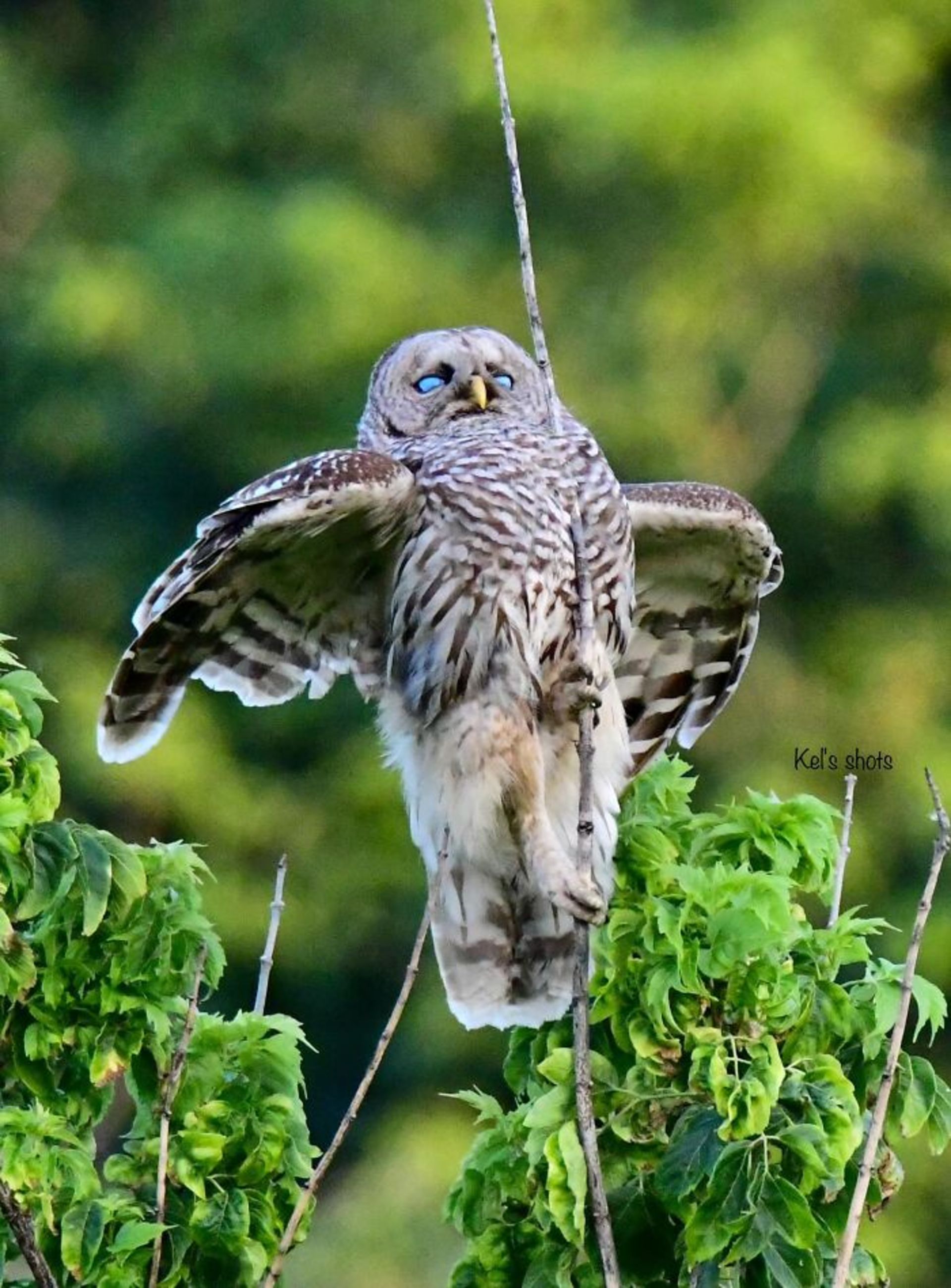 جغد برخورد با سیم