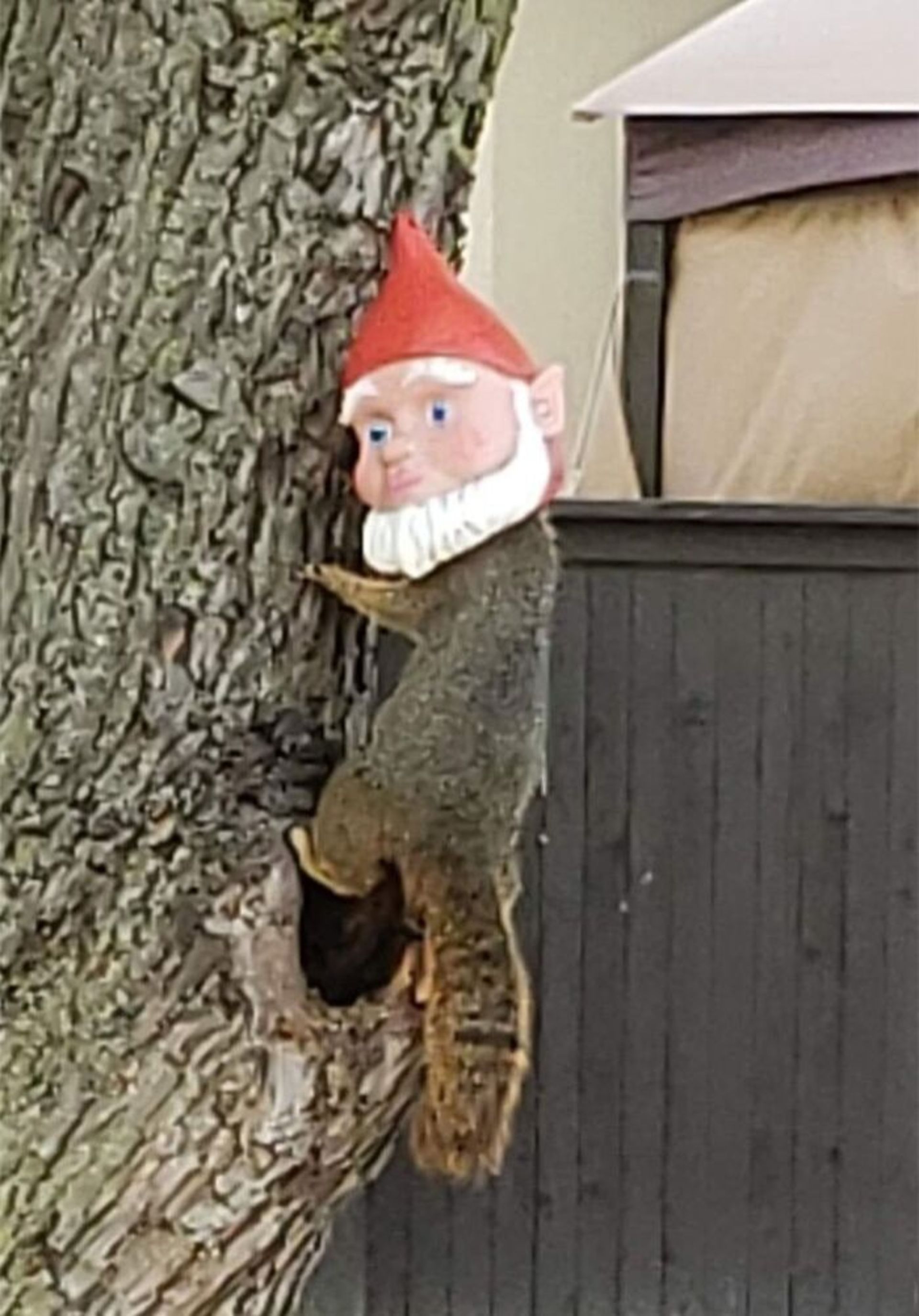 سر سنجاب داخل مجسمه کوتوله روی درخت