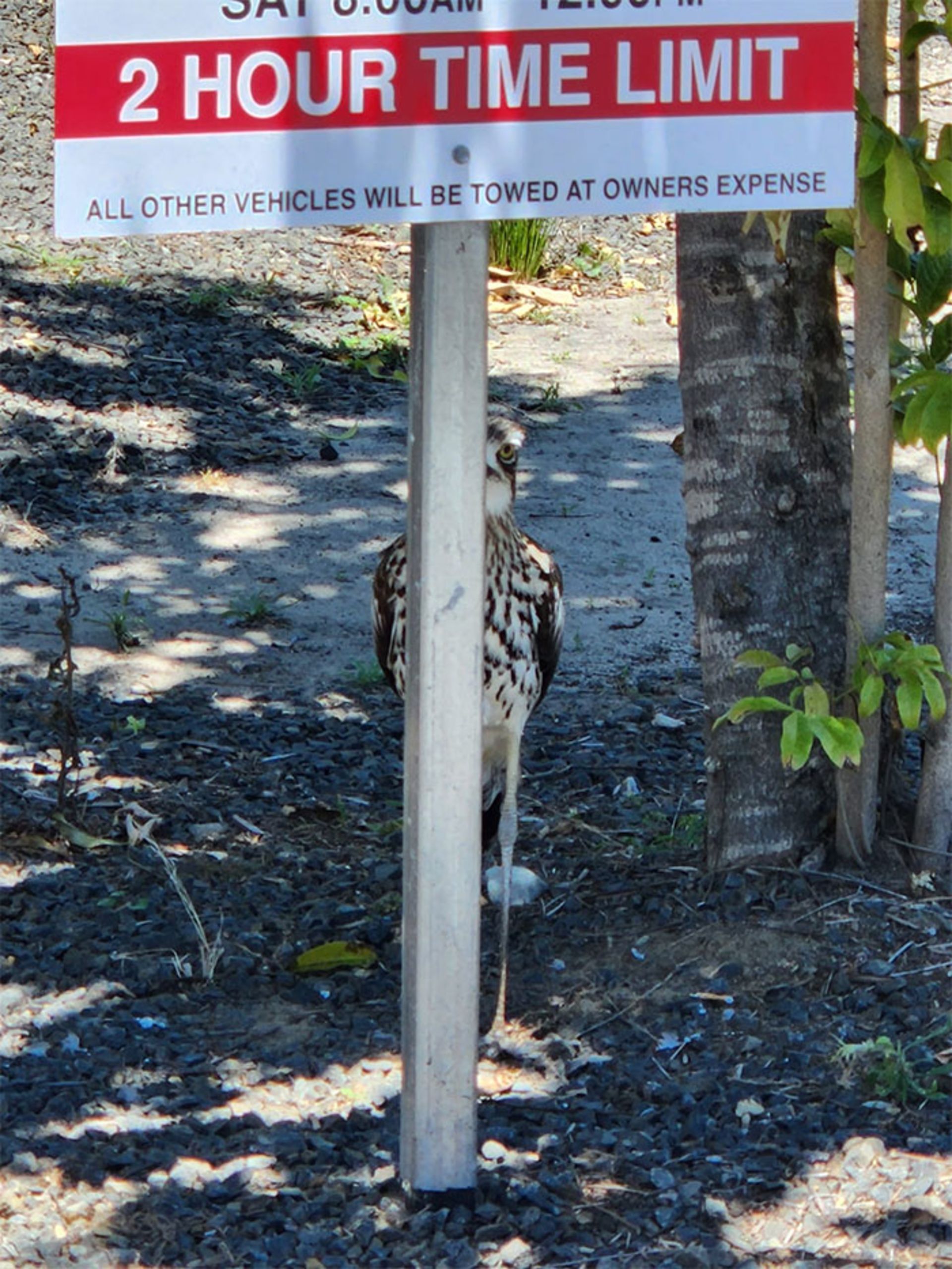 پرنده پشت تابلو