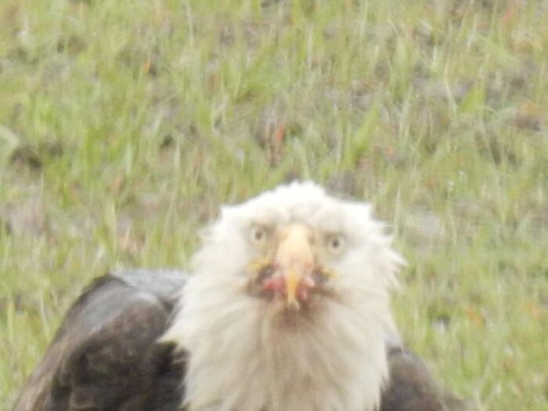 عقاب از نمای روبه‌رو