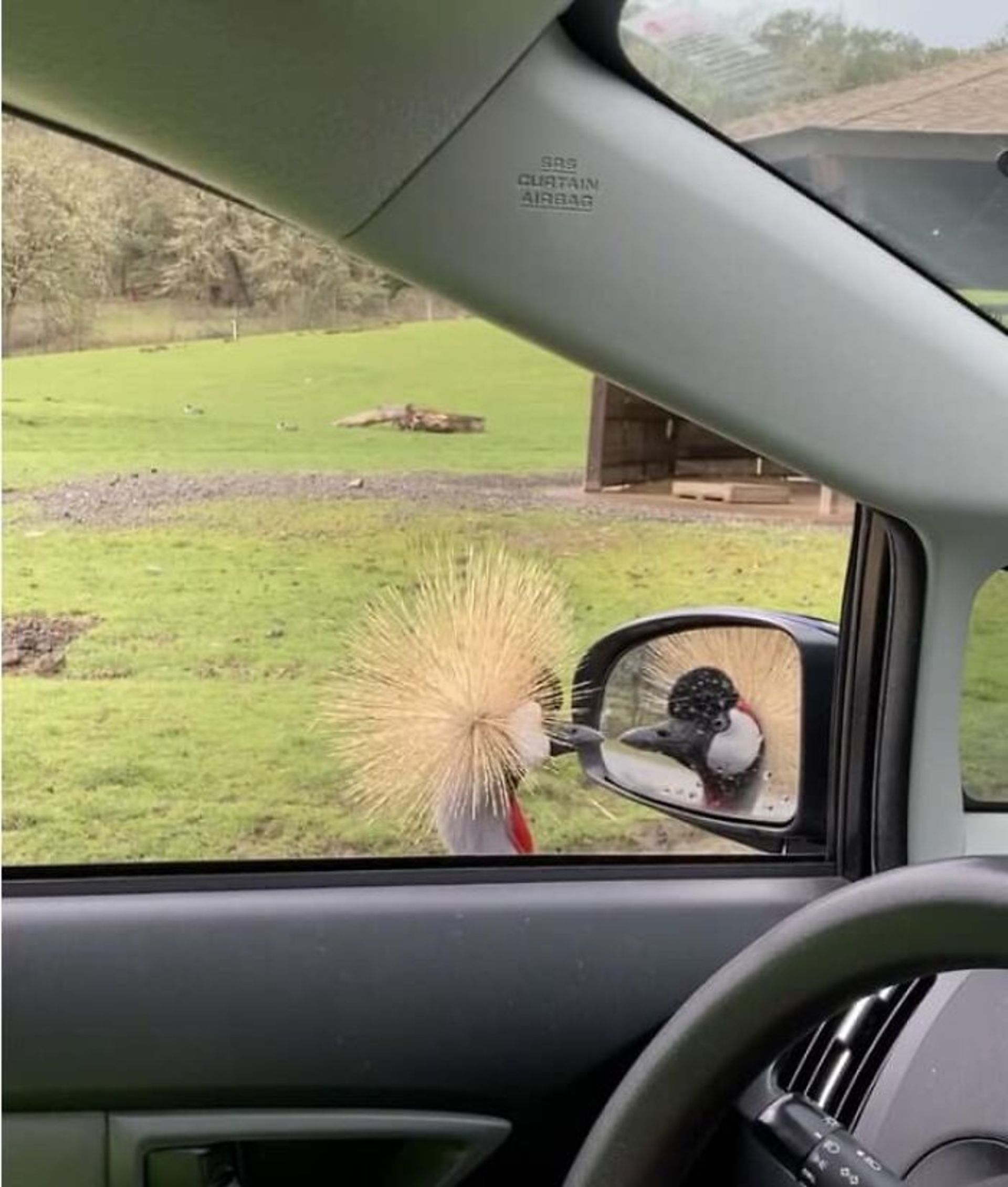 درنای تاجدار در آینه اتومبیل