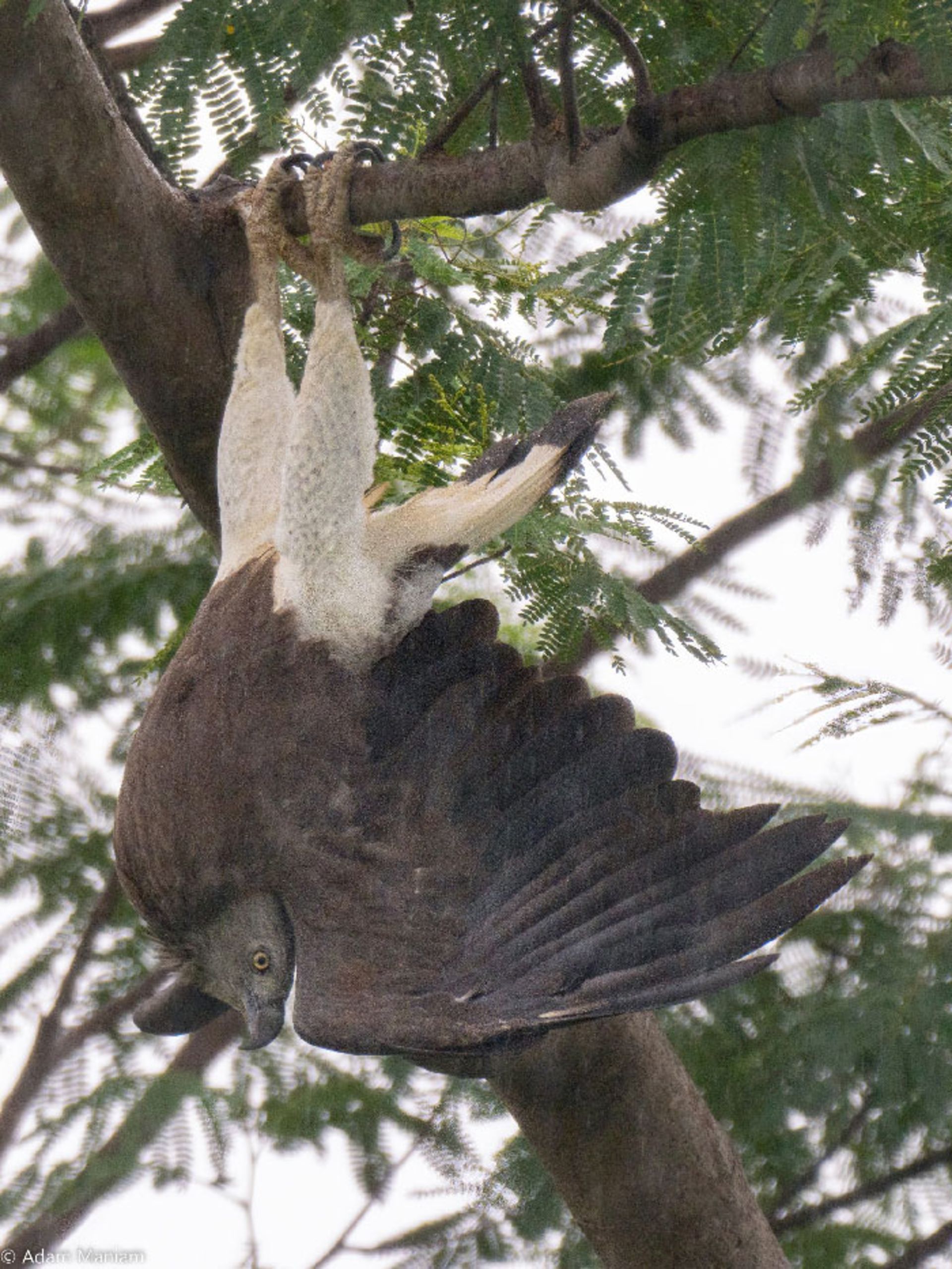 عقاب آیزان از درخت