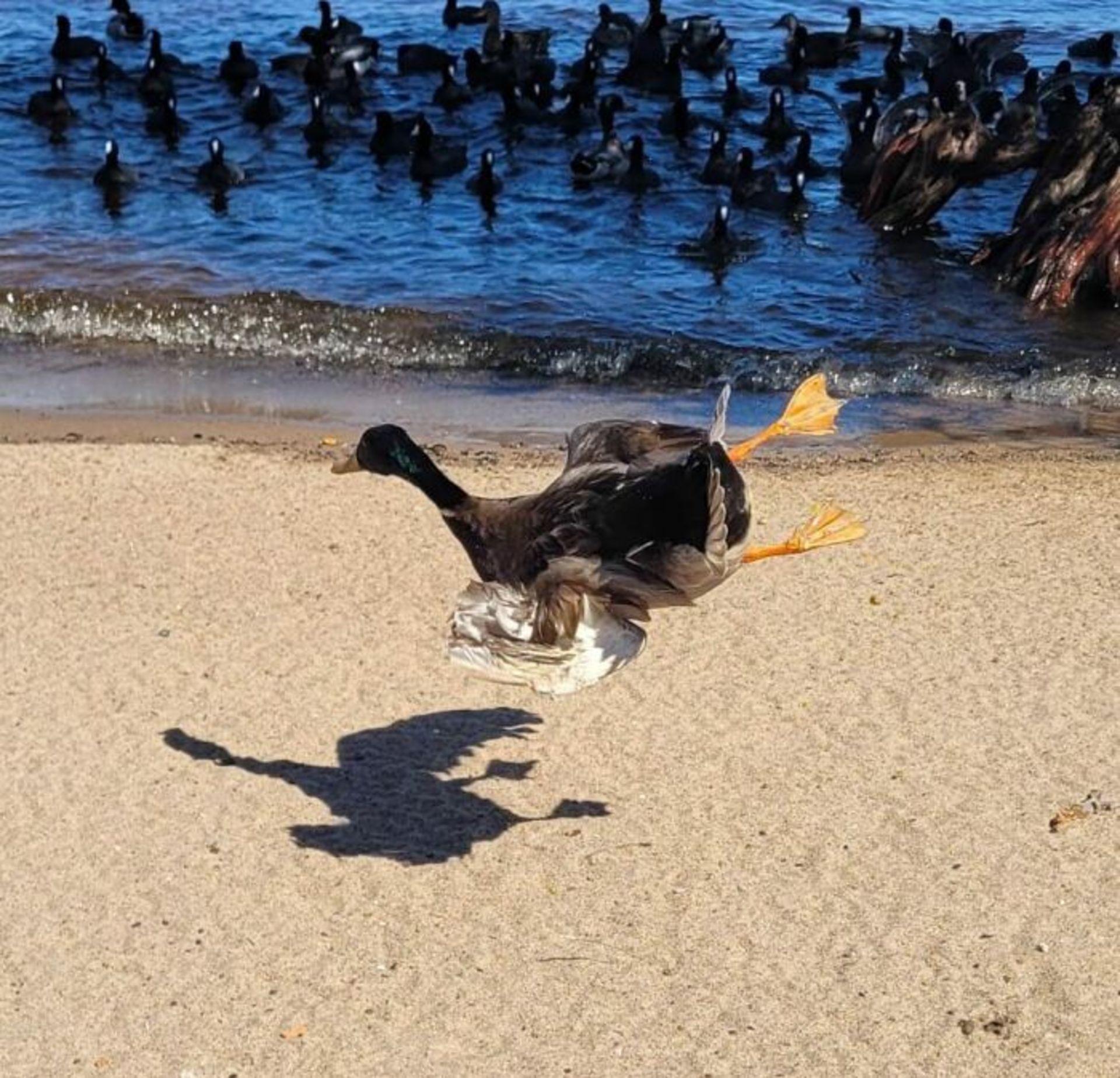 غاز در حال پریدن