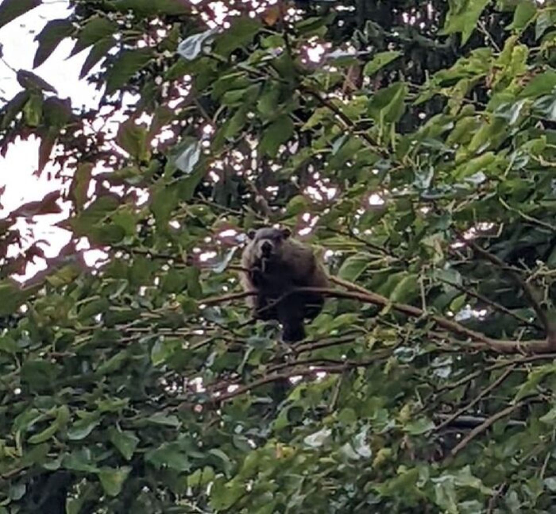 عکاسی حیات وحش، حیوان روی درخت