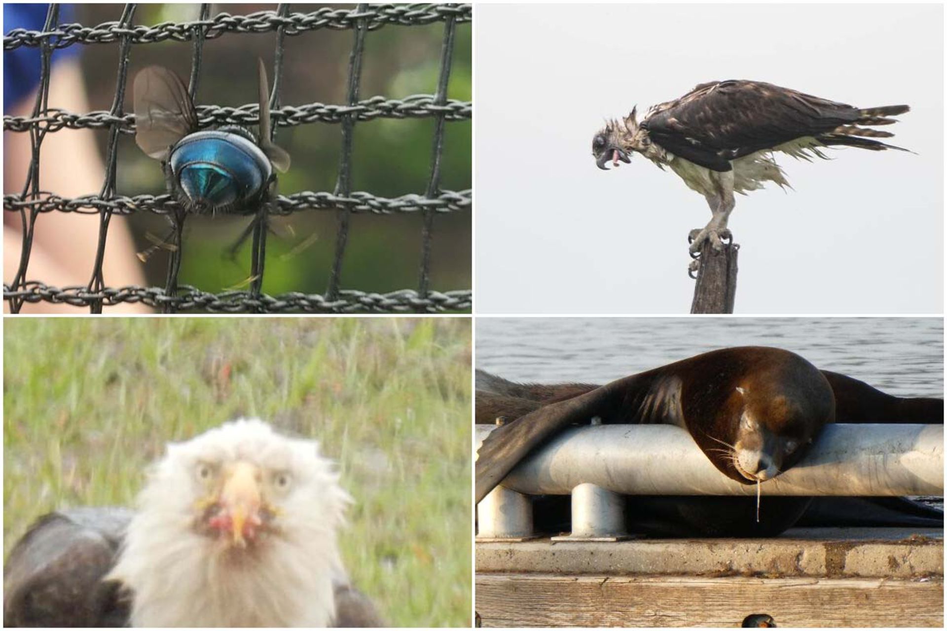 عکاسی تصادفی حیات وحش