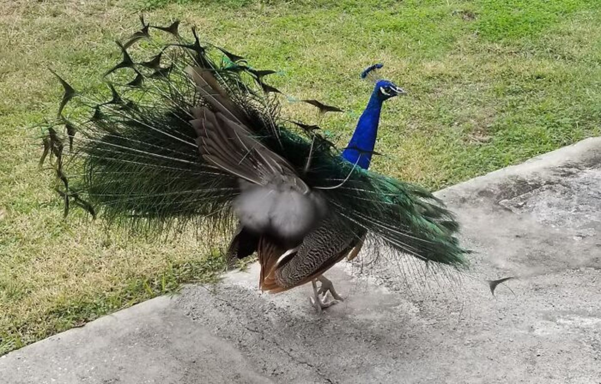 طاووس در حال باز کردن پرها