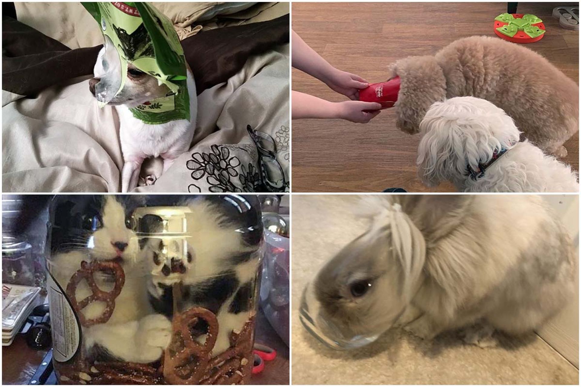 حیواناتی که هنگام ارتکاب جرم گیر افتادند