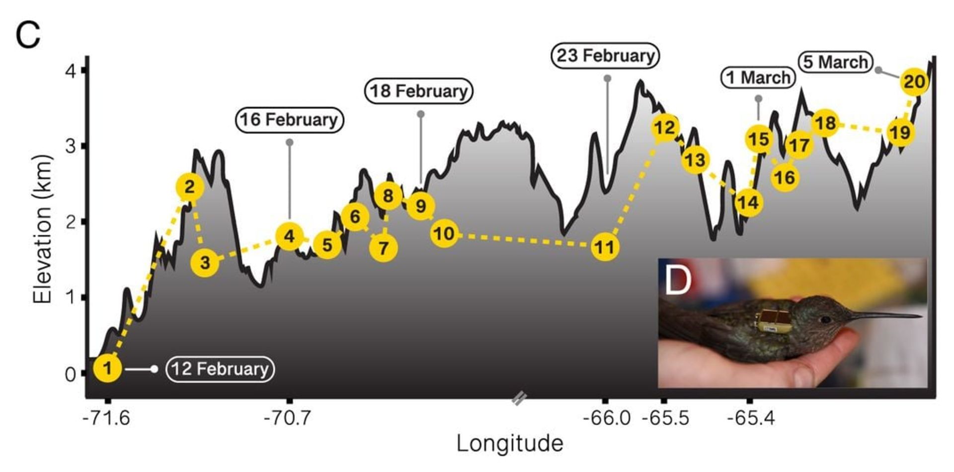 Plot of tracker data attached to the giant hummingbird in the Andes