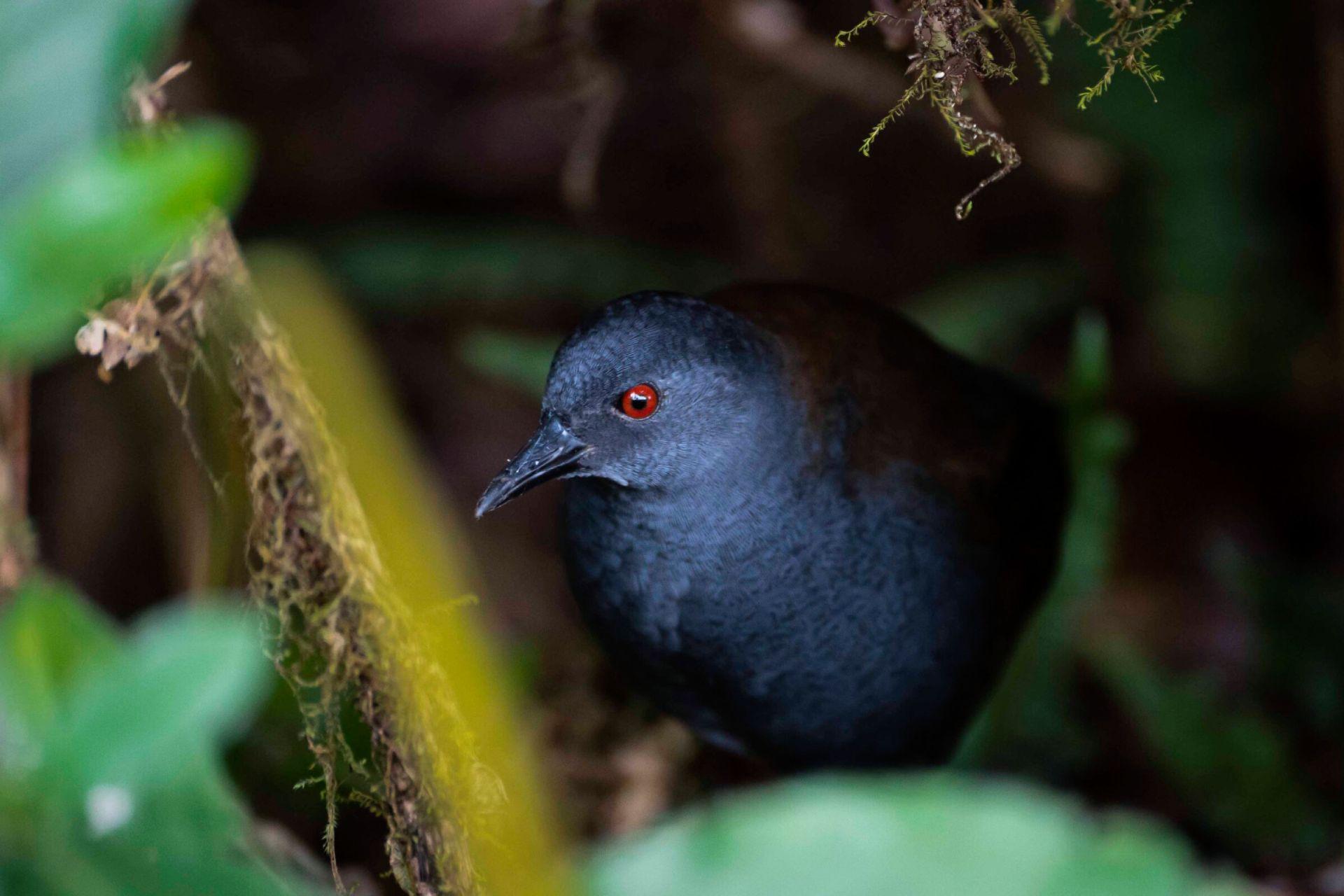 یلوه گالاپاگوس (Laterallus spilonotus)