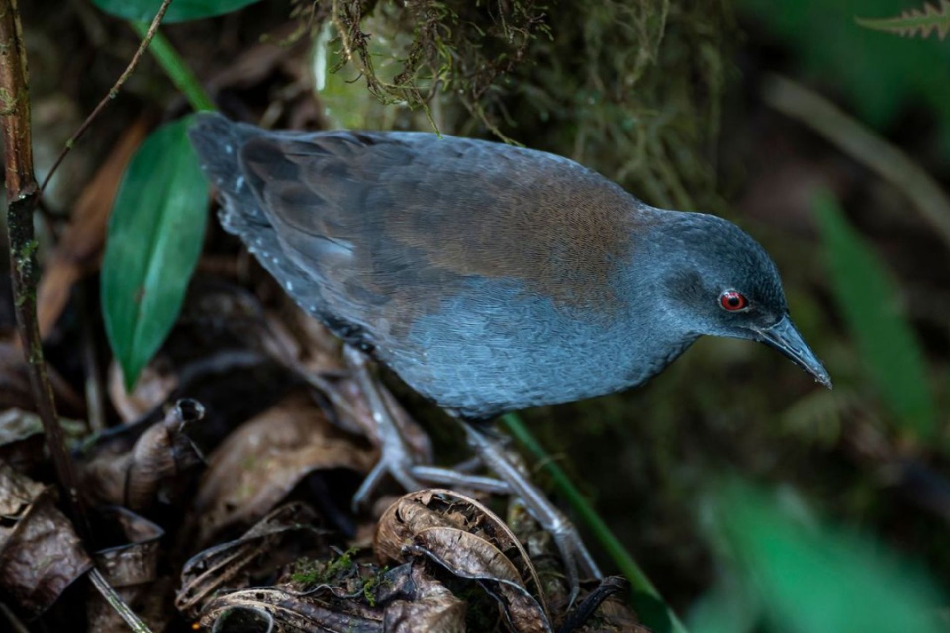پرنده آبی رنگ یلوه گالاپاگوس روی شاخه درخت