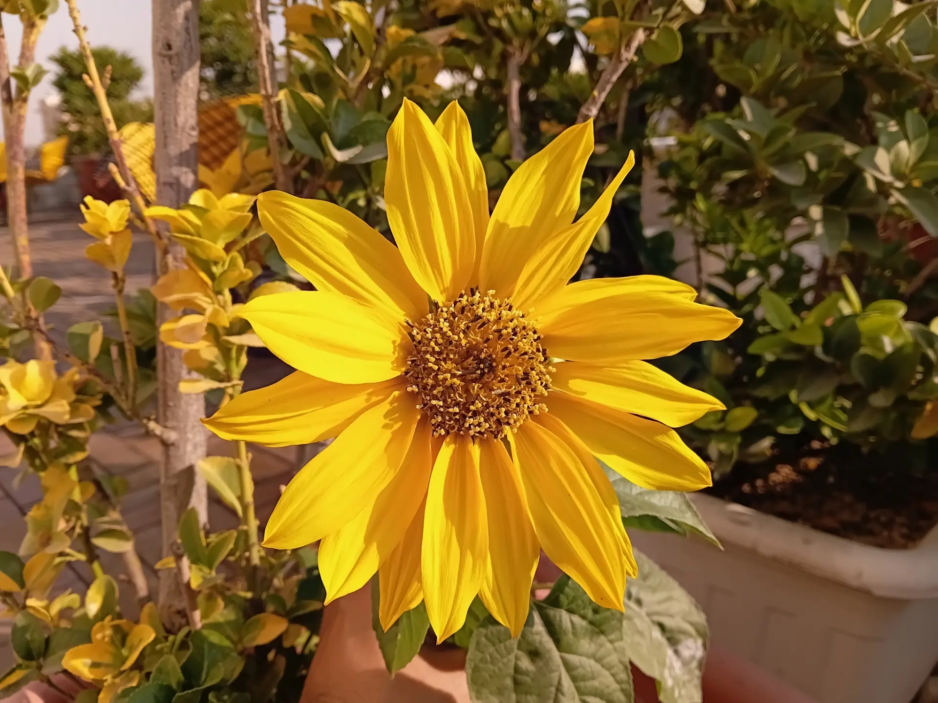 عکاسی با گلکسی A07