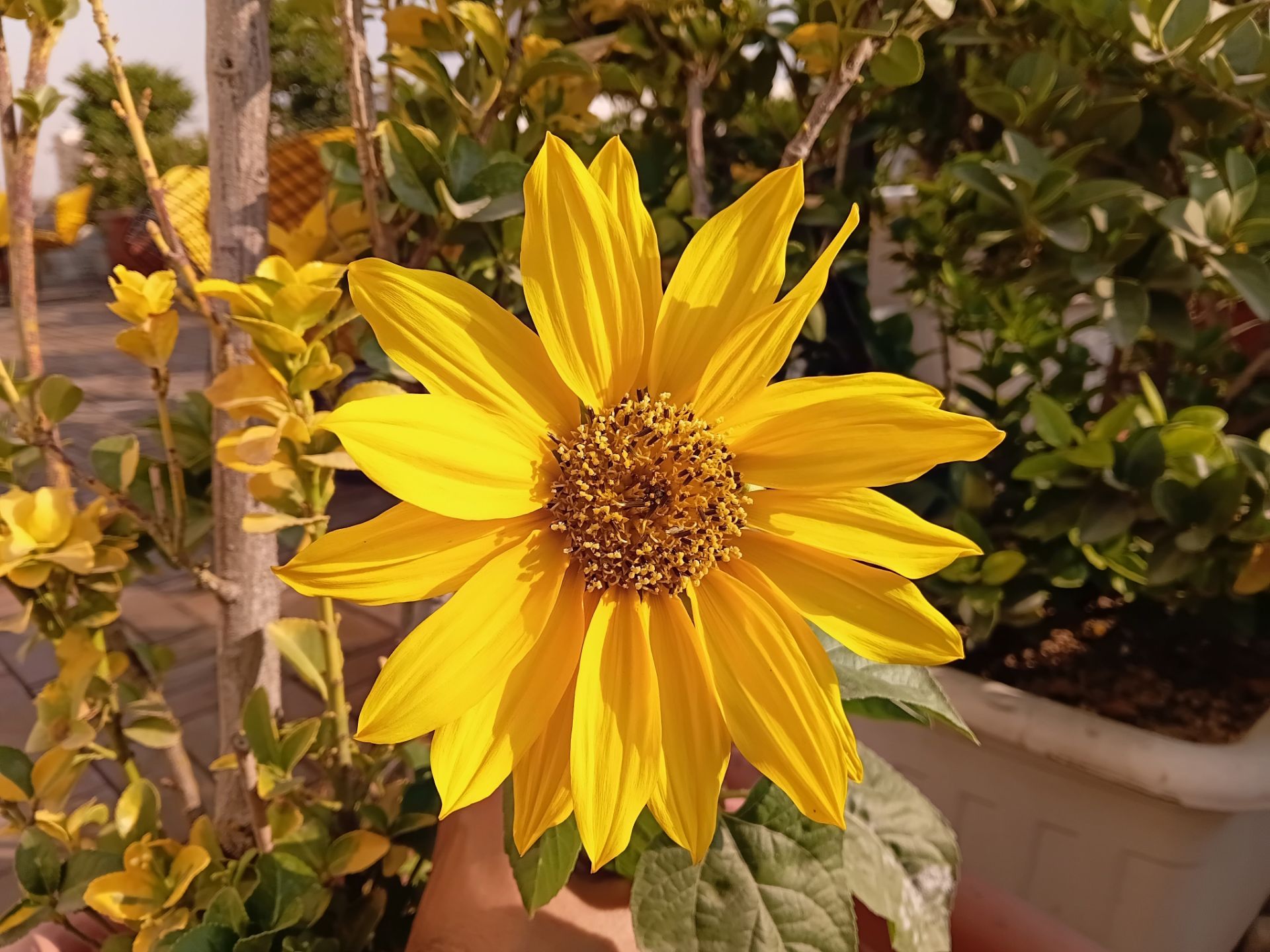 عکاسی با گلکسی A07