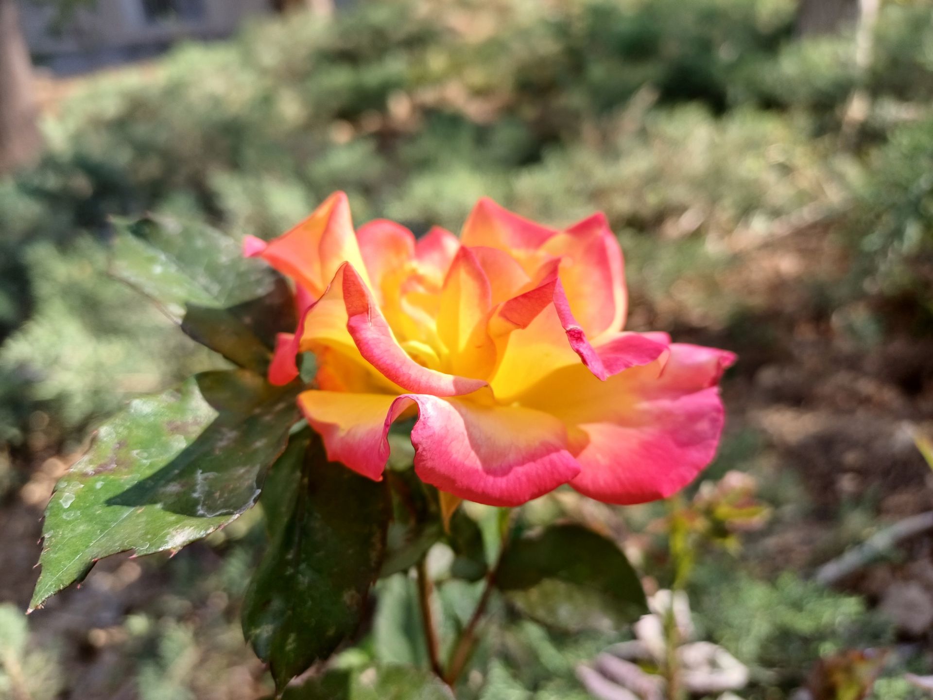عکس از گل با دوربین اصلی گلکسی A34
