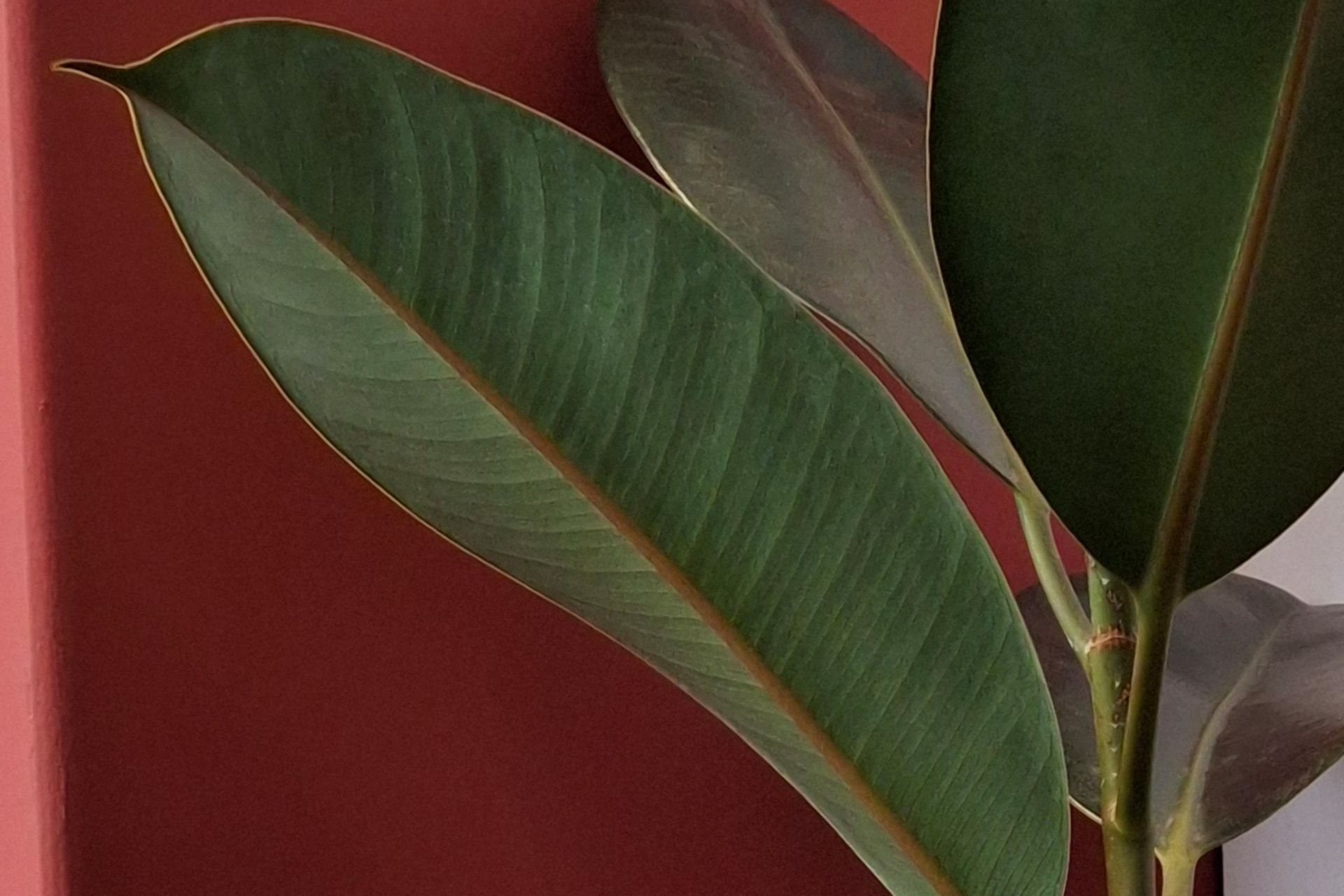 برش نزدیک عکس برگ با گلکسی A35