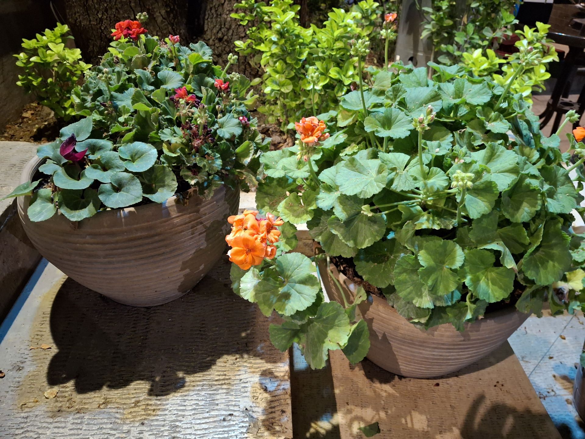 تصویر چند گلدان با برگ های سبز از نمای نزدیک با دوربین گلکسی A35