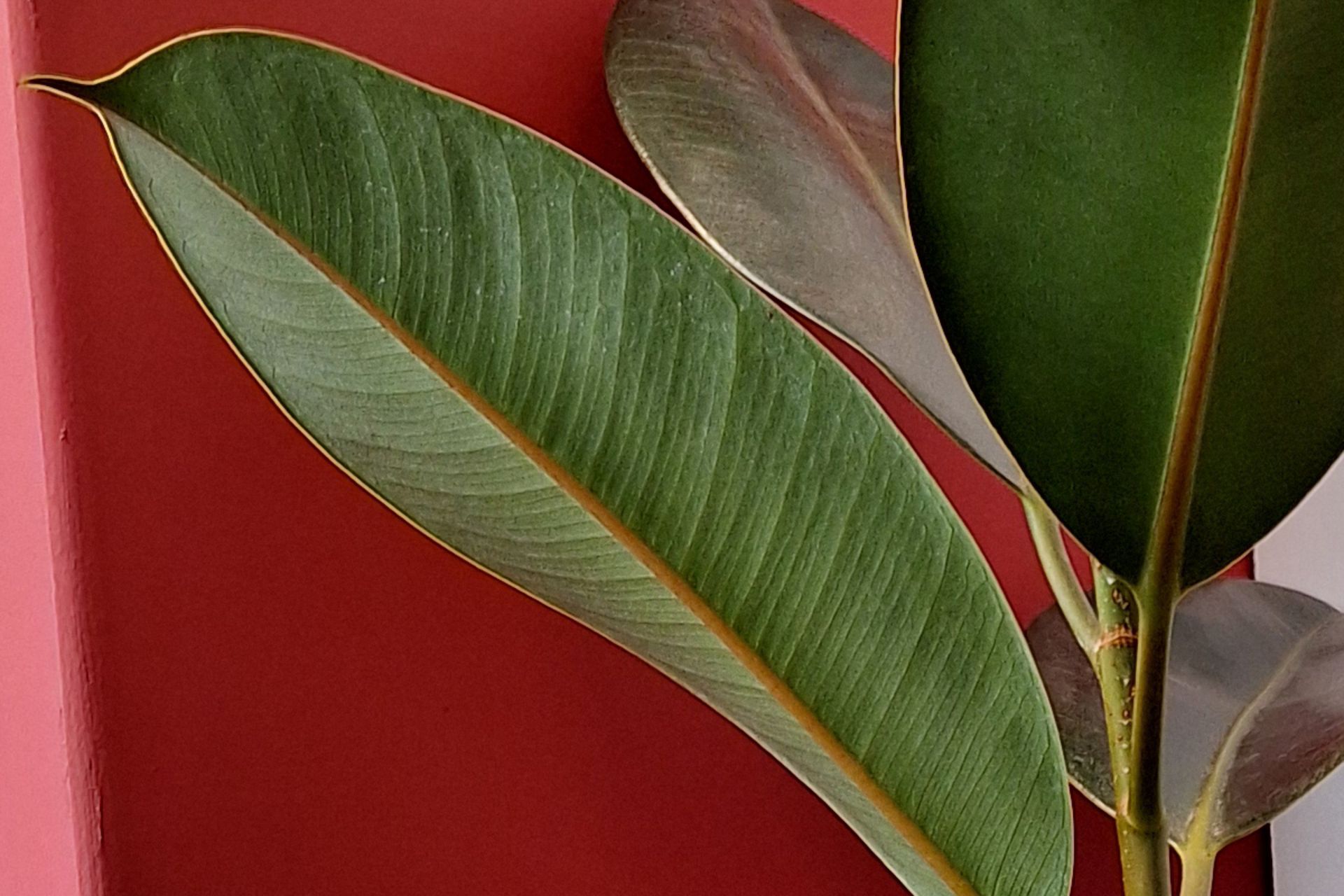 برش نزدیک عکس برگ با گلکسی A54