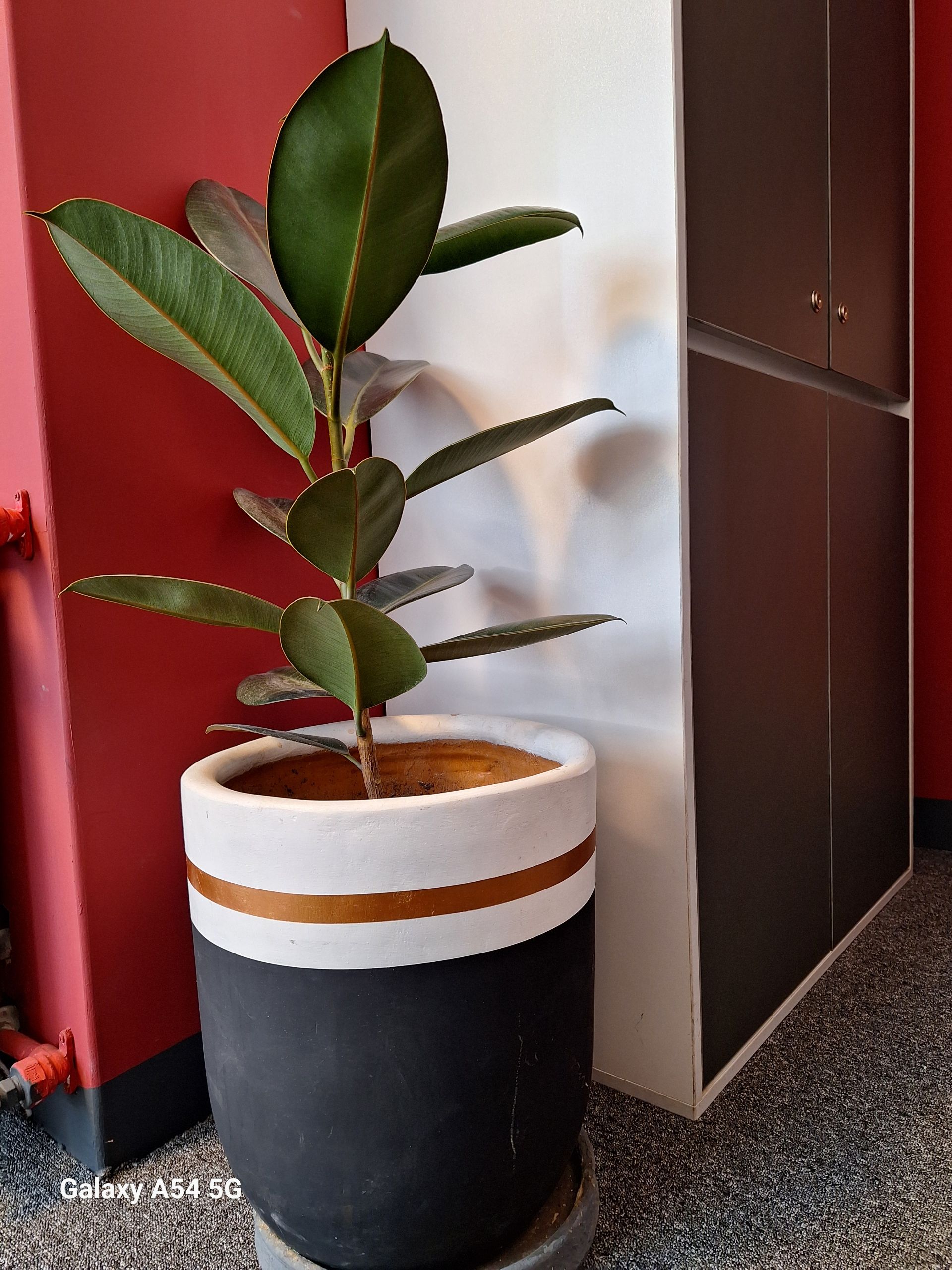 عکس گلدان با دوربین گلکسی A54