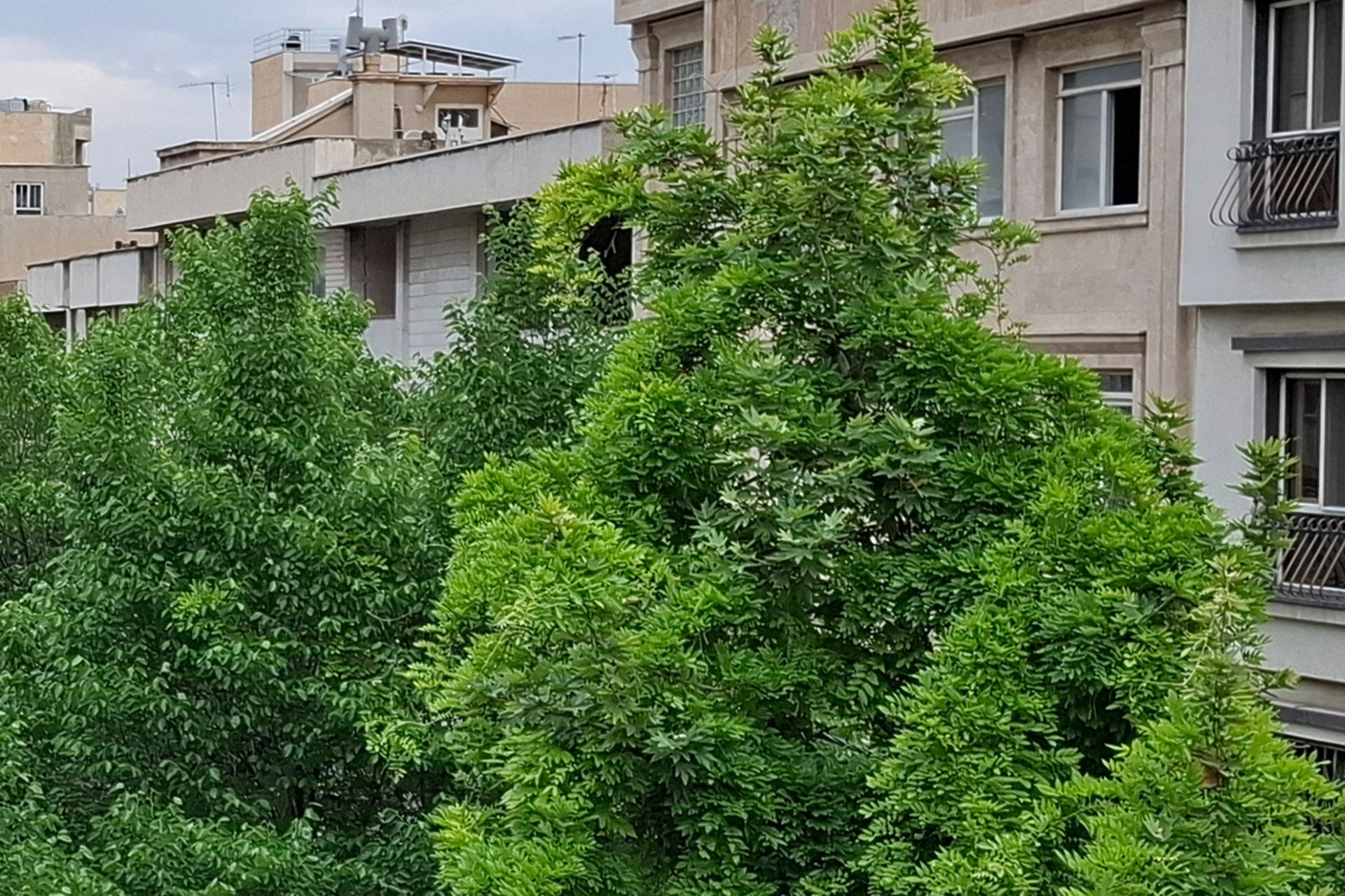نمونه عکس کراپ شده دوربین اصلی گلکسی A55 در محیط روشن خارجی از یک کوچه با ساختمان ها و درختان