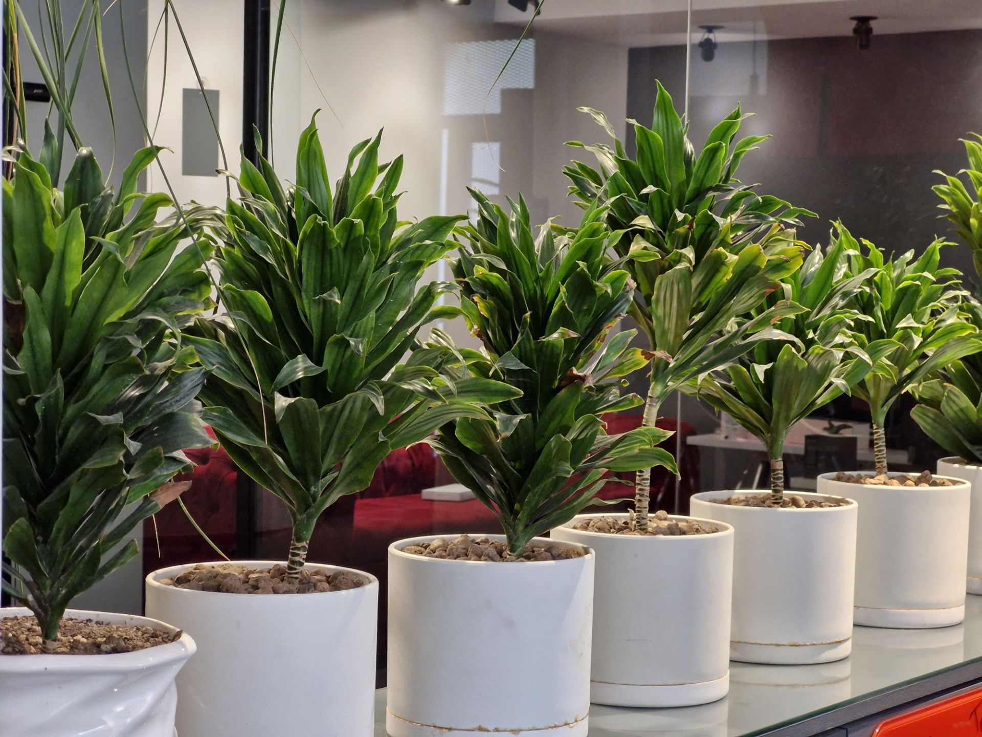 عکس گلدان‌های زومیت با S23 FE