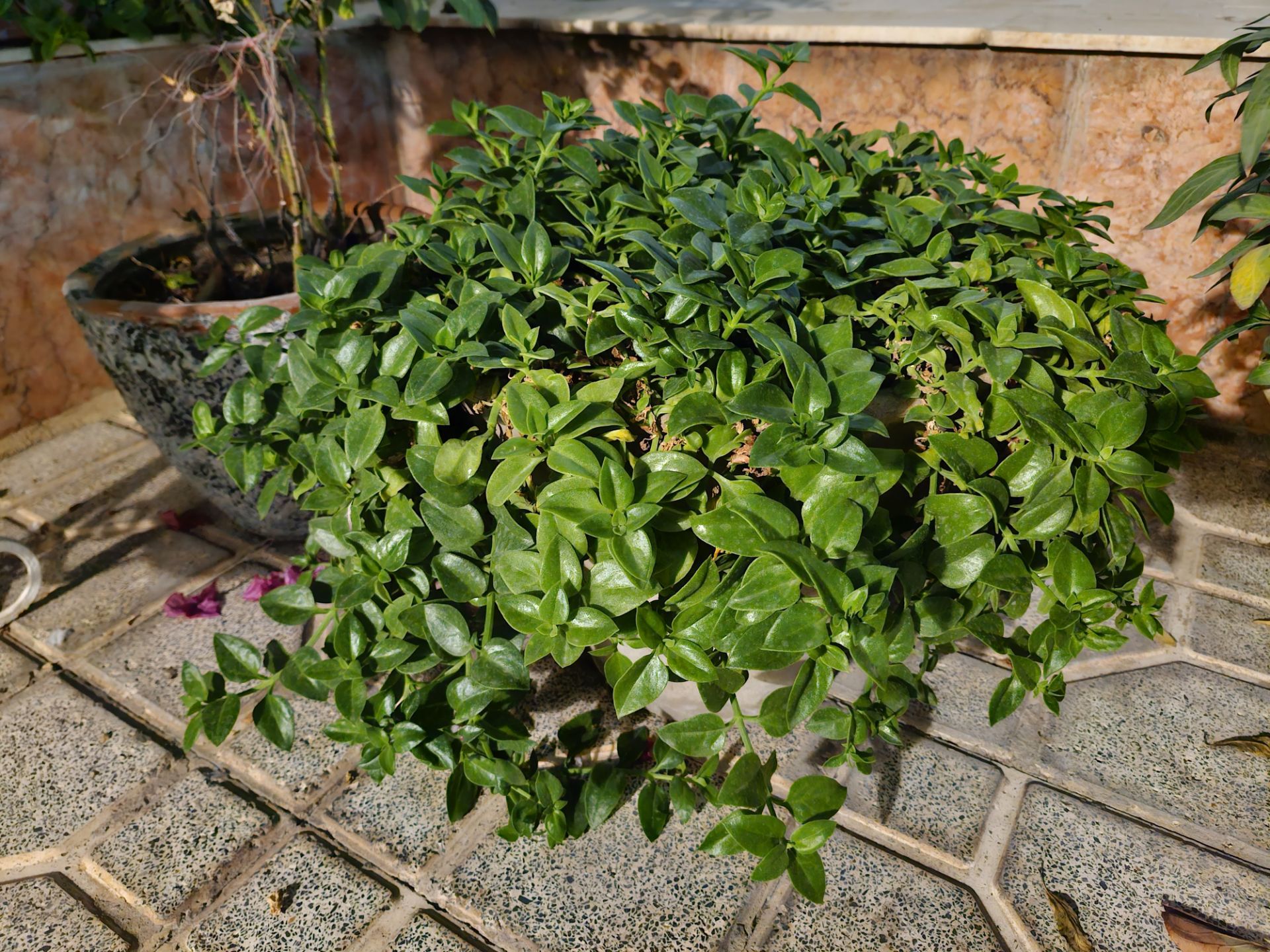 عکس گل و گیاه S23 FE در نور کم