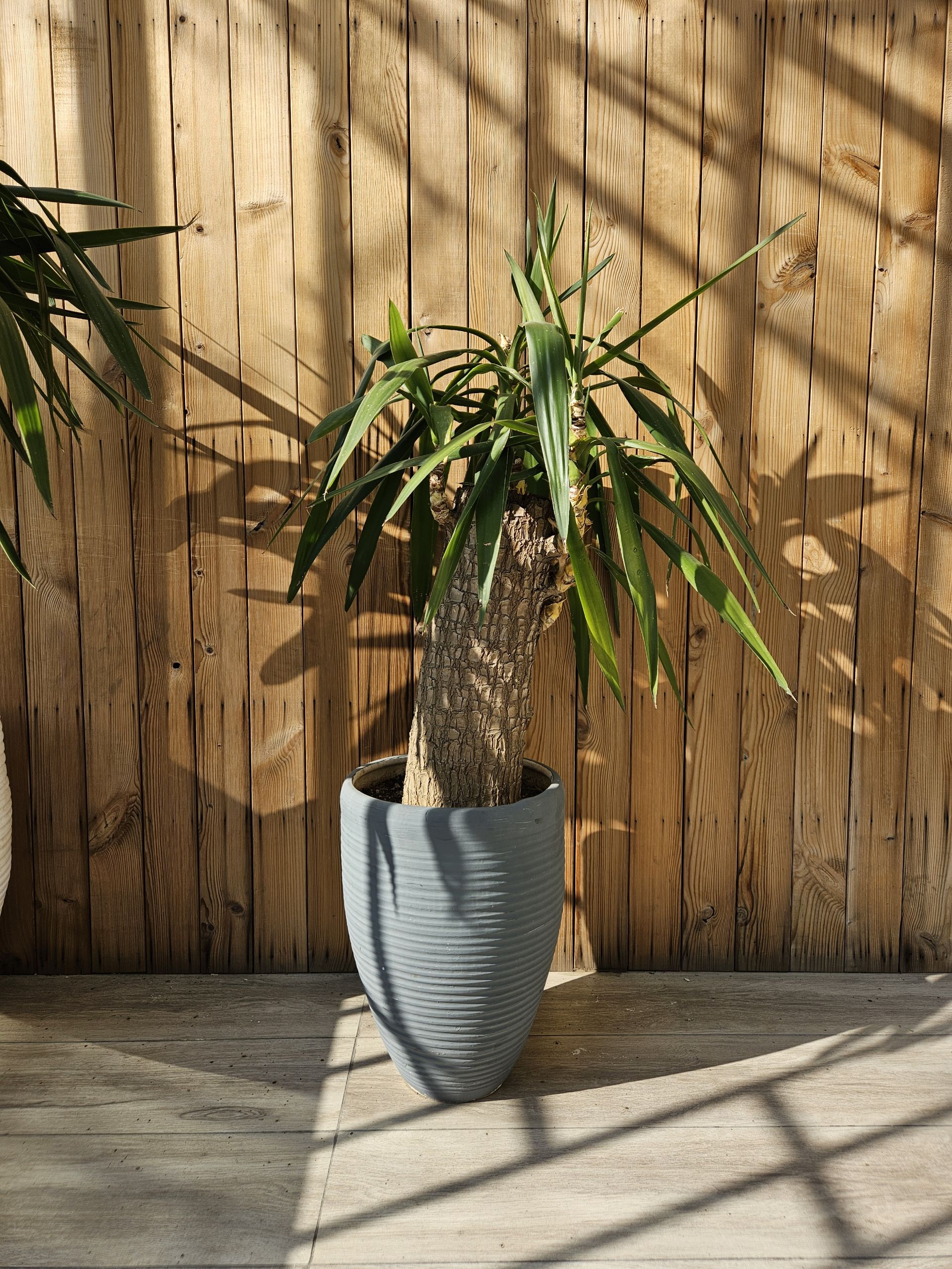 گلدان در میانه با پس‌زمینه چوبی قهوه‌ای رنگ