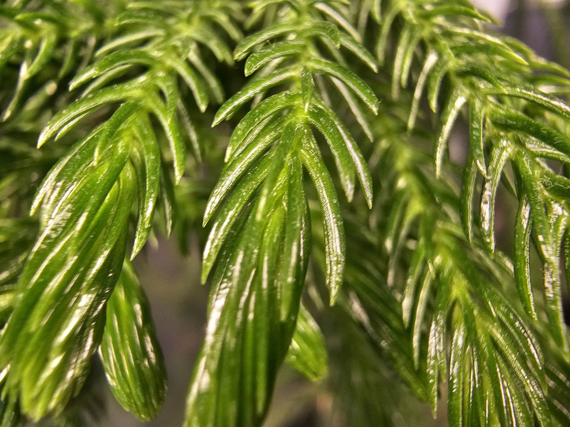 عکس نمونه ماکرو گلکسی اس ۲۳ اولترا ۲