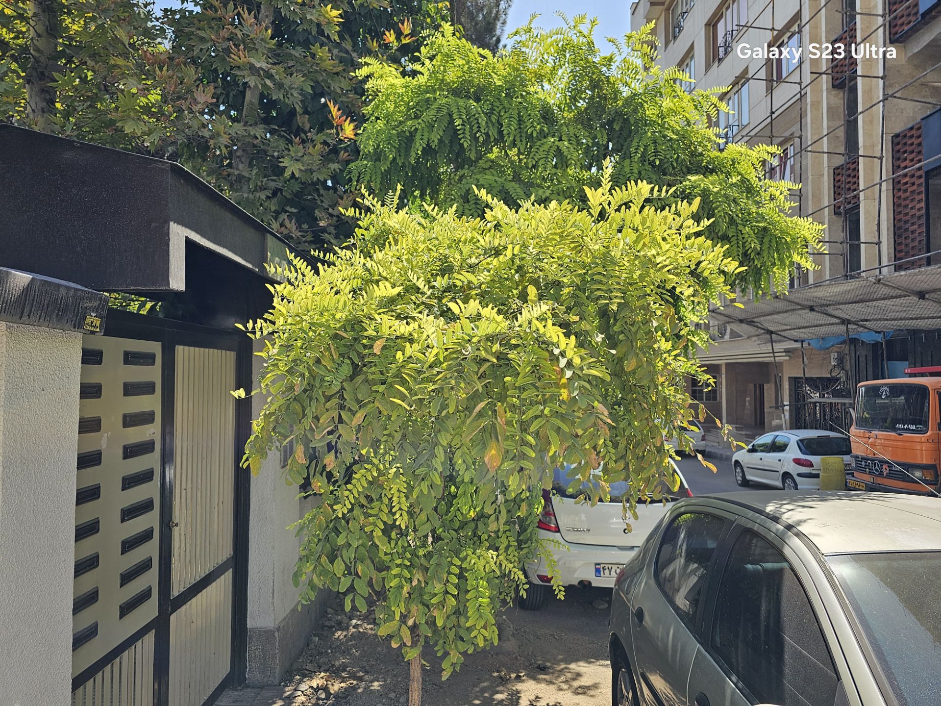 عکاسی از طبیعت در خیابان‌های تهران