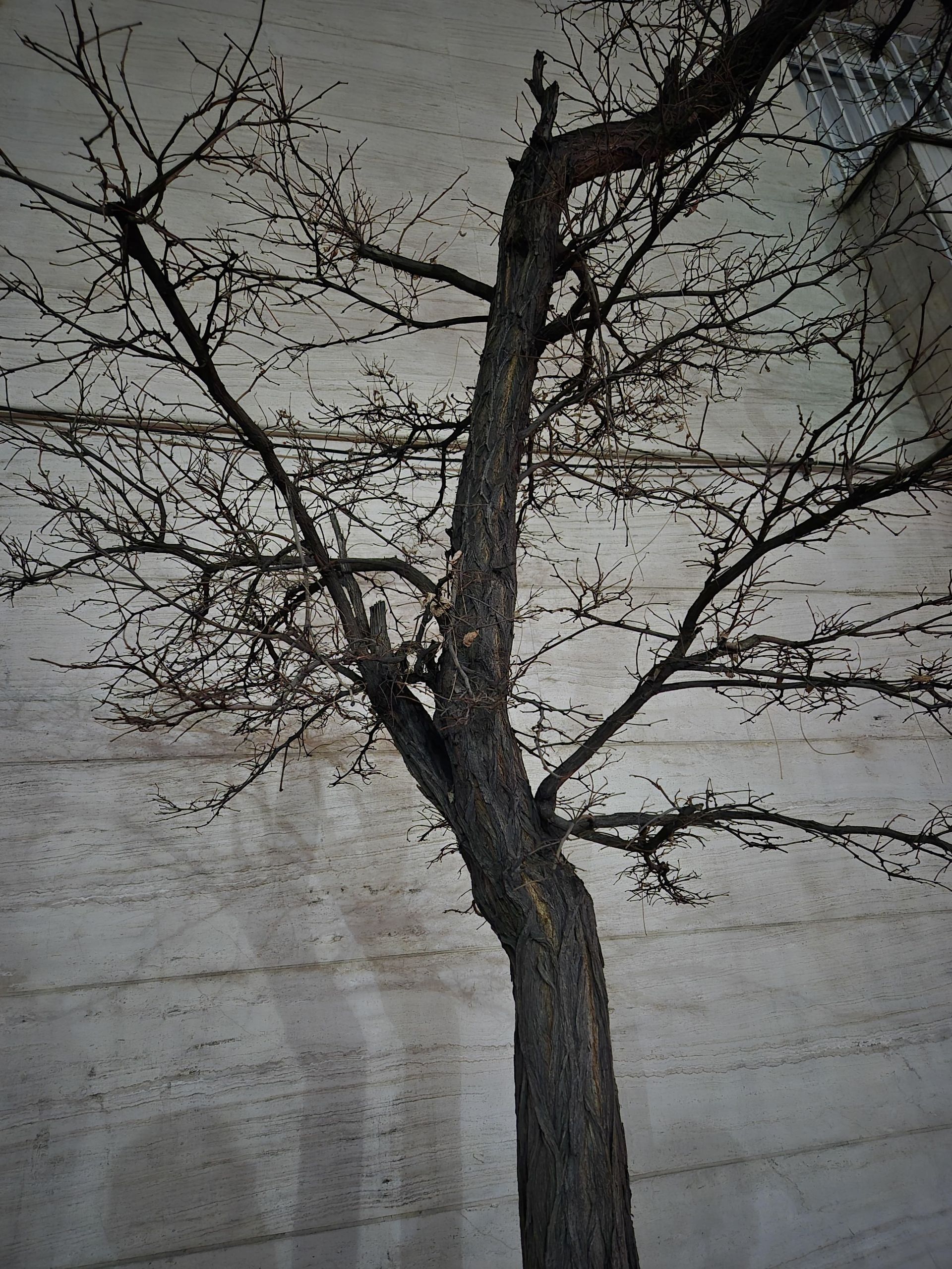 نمونه عکس گرفته شده با دوربین گلکسی S24 پلاس تصویر یک درخت در محیط بیرونی