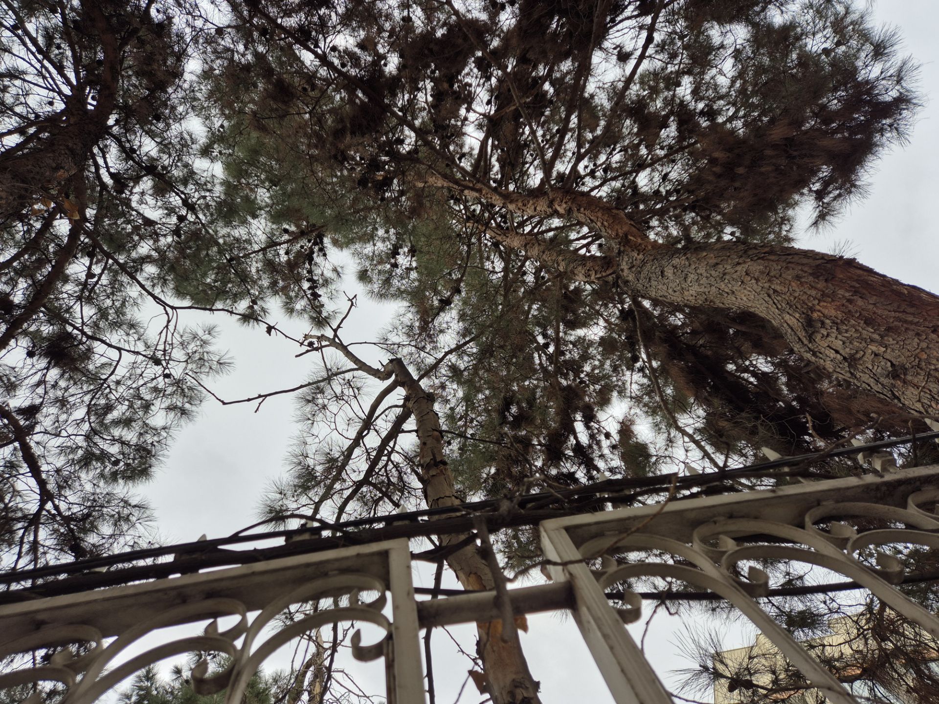 نمونه عکس گرفته شده با دوربین گلکسی S24 پلاس تصویر درختان در محیط بیرونی روشن