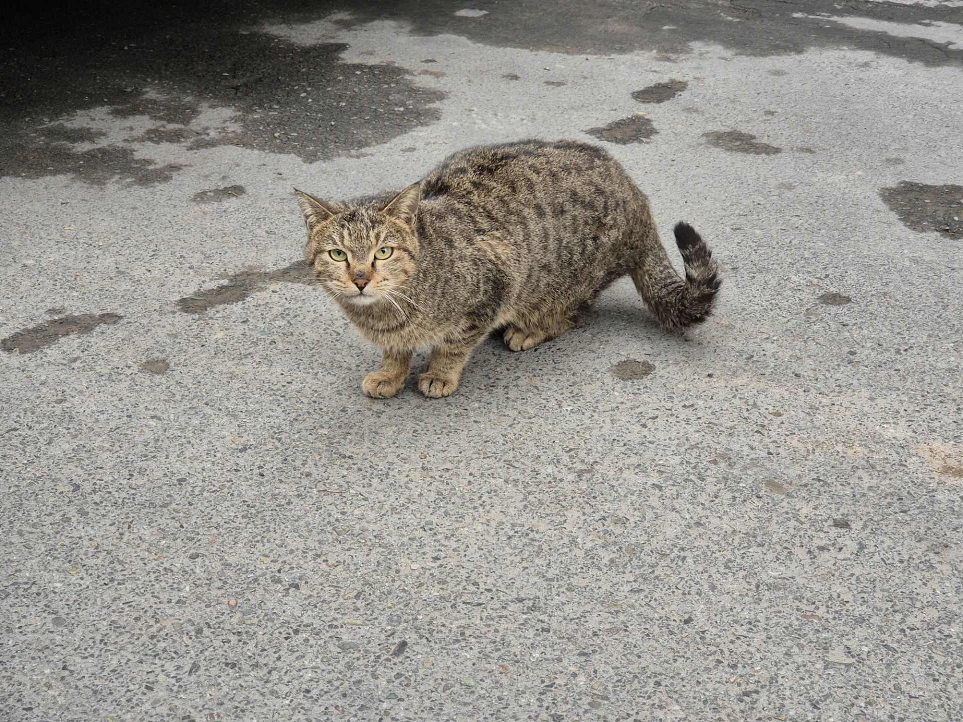 نمونه عکس گرفته شده با دوربین گلکسی S24 پلاس نمای نزدیک از گربه