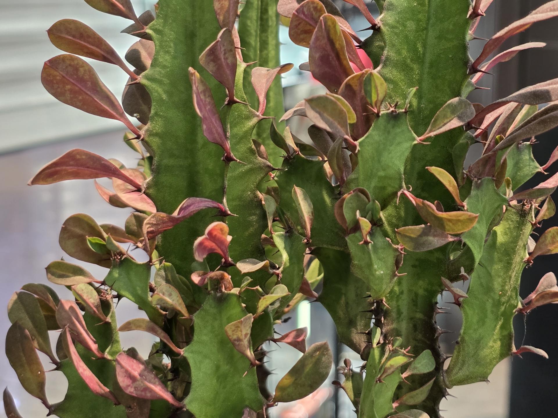 نمای نزدیک از گل کاکتوس
