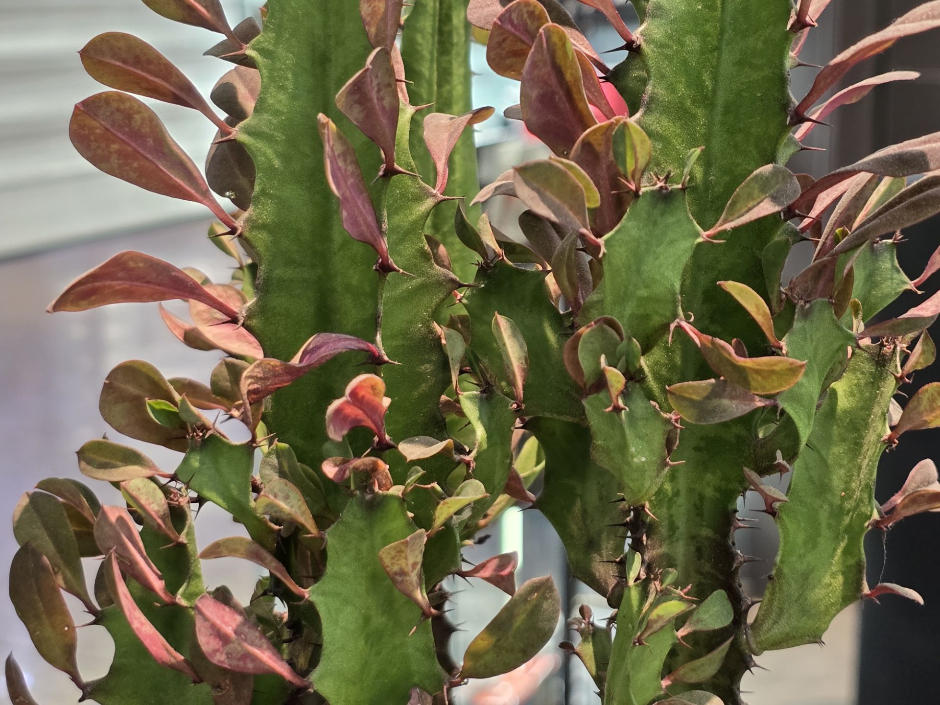 نمای نزدیک از گل کاکتوس