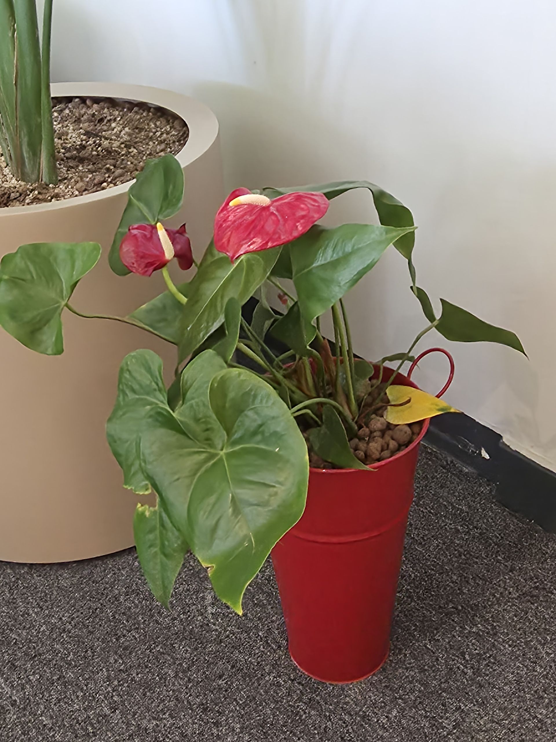 نمونه عکس گلکسی S25 اج سامسونگ گل آپارتمانی