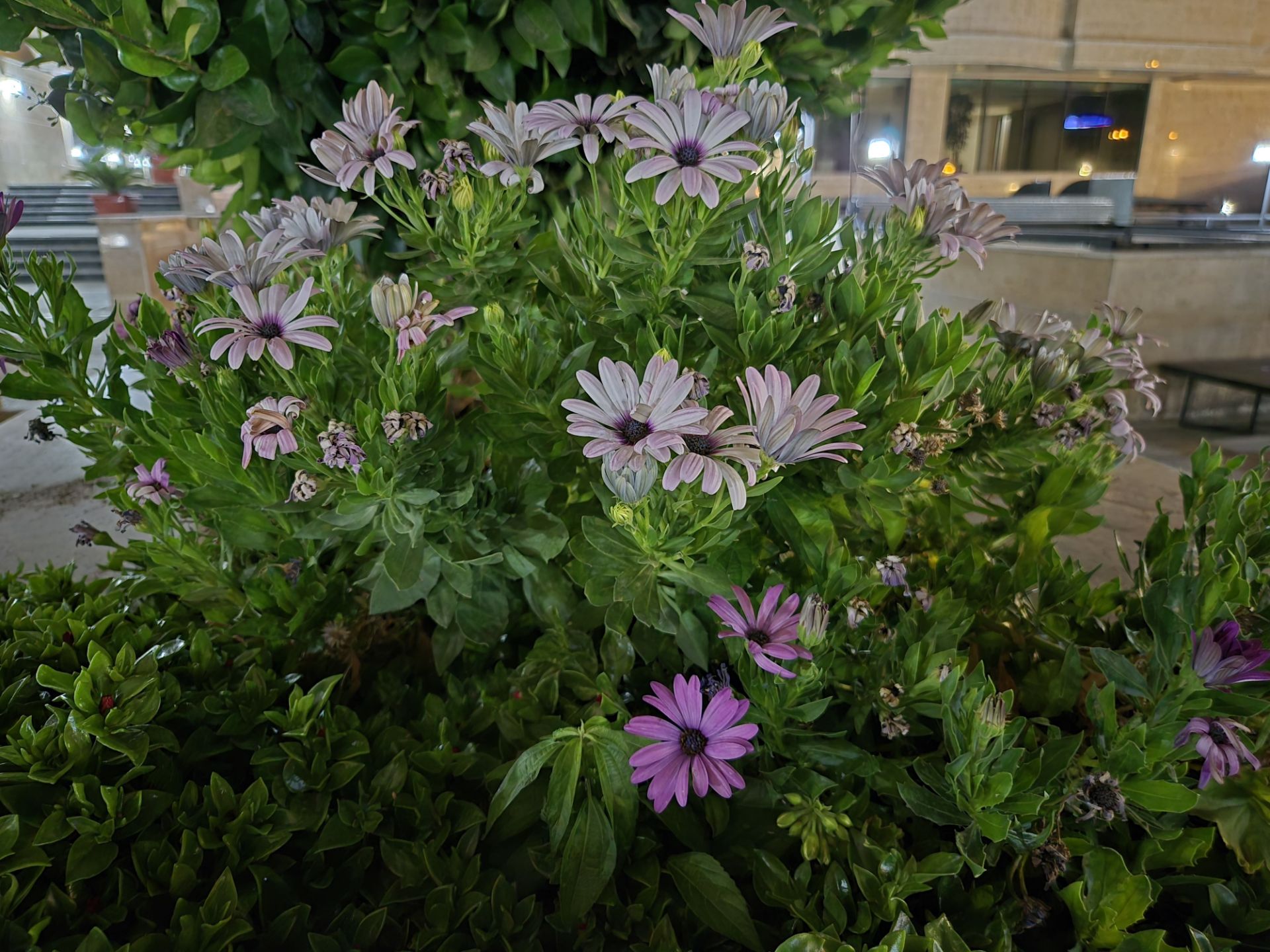 A bush of flowers in the darkness of the night