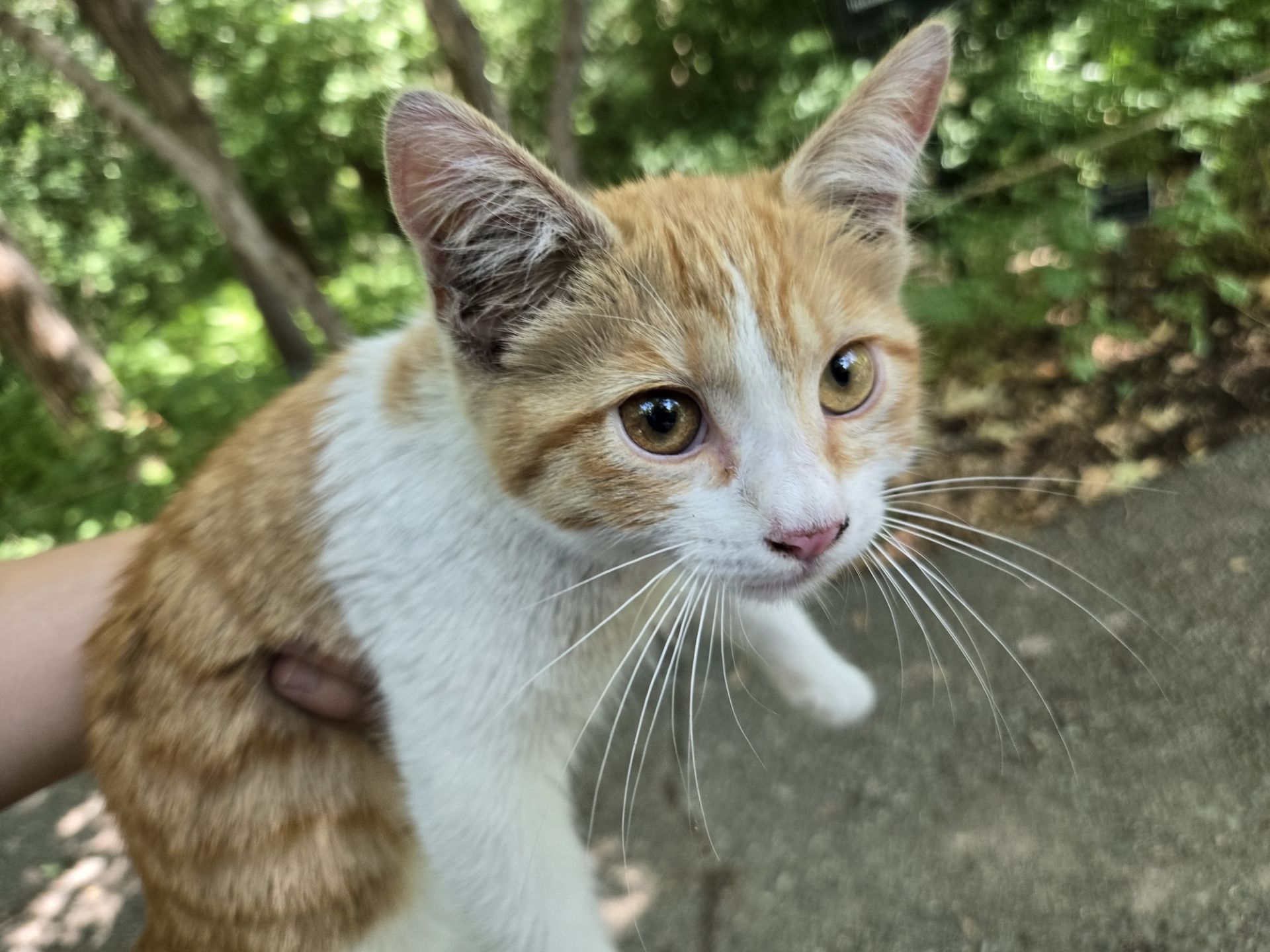 بچه‌گربه نارنجی و سفید