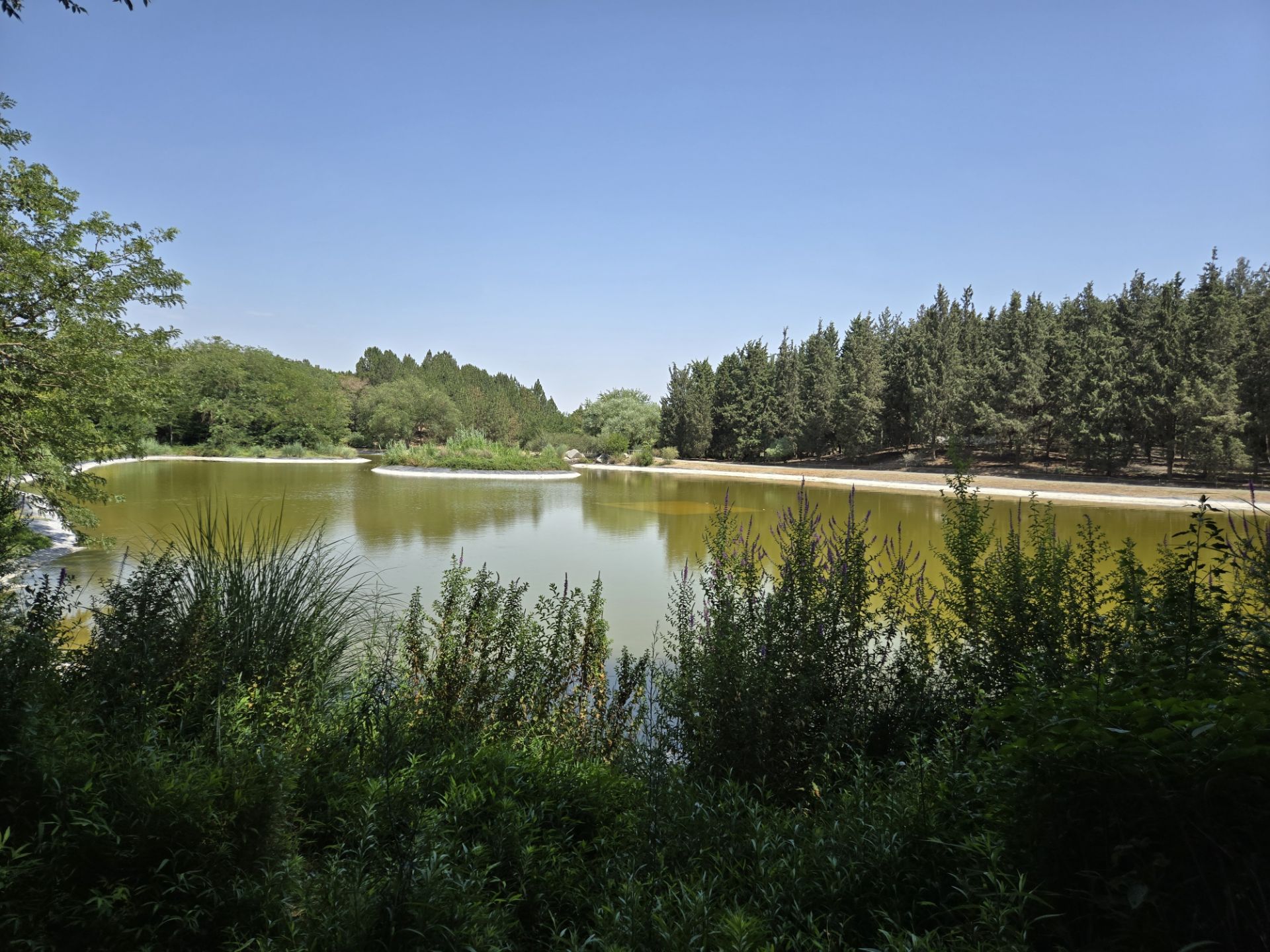 Lake and tree view