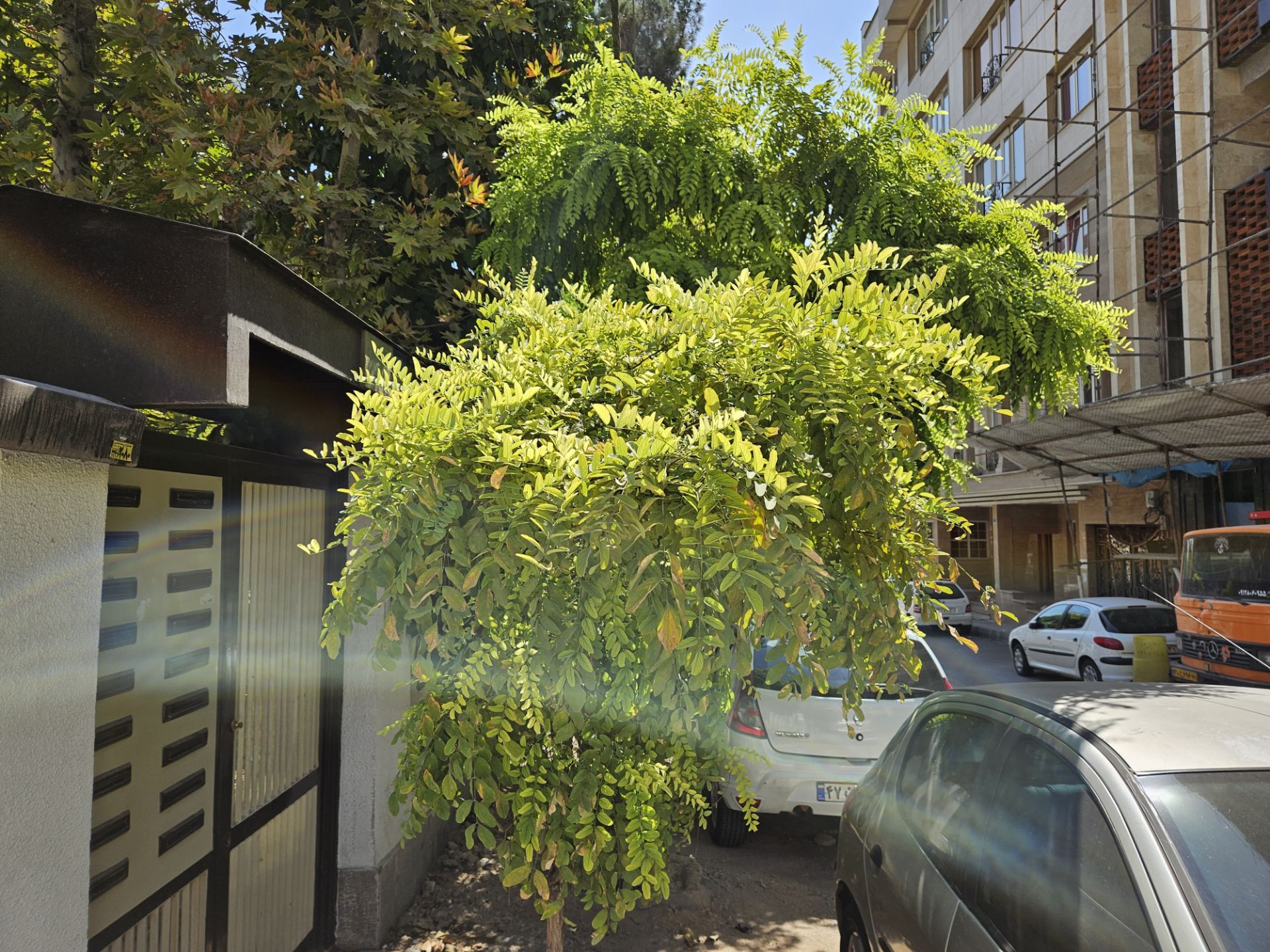 عکاسی از طبیعت در خیابان‌های تهران