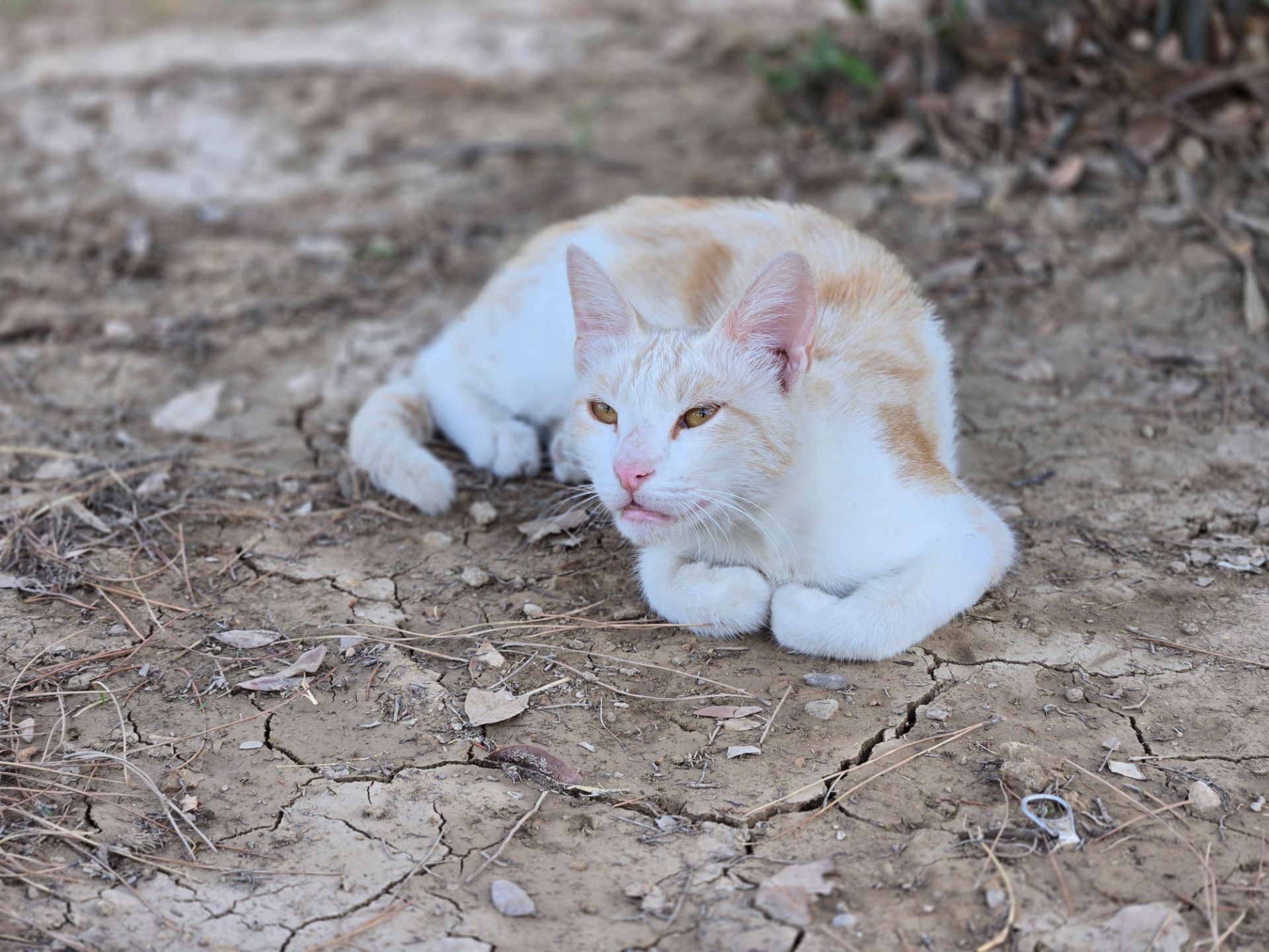 White and orange cat sitting