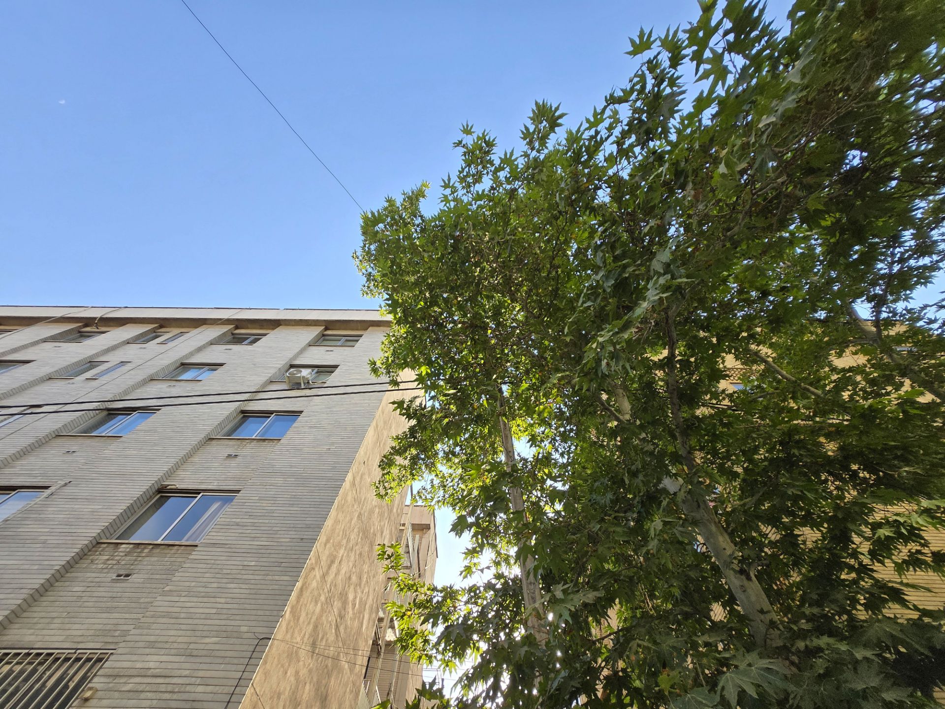 Big tree next to the building